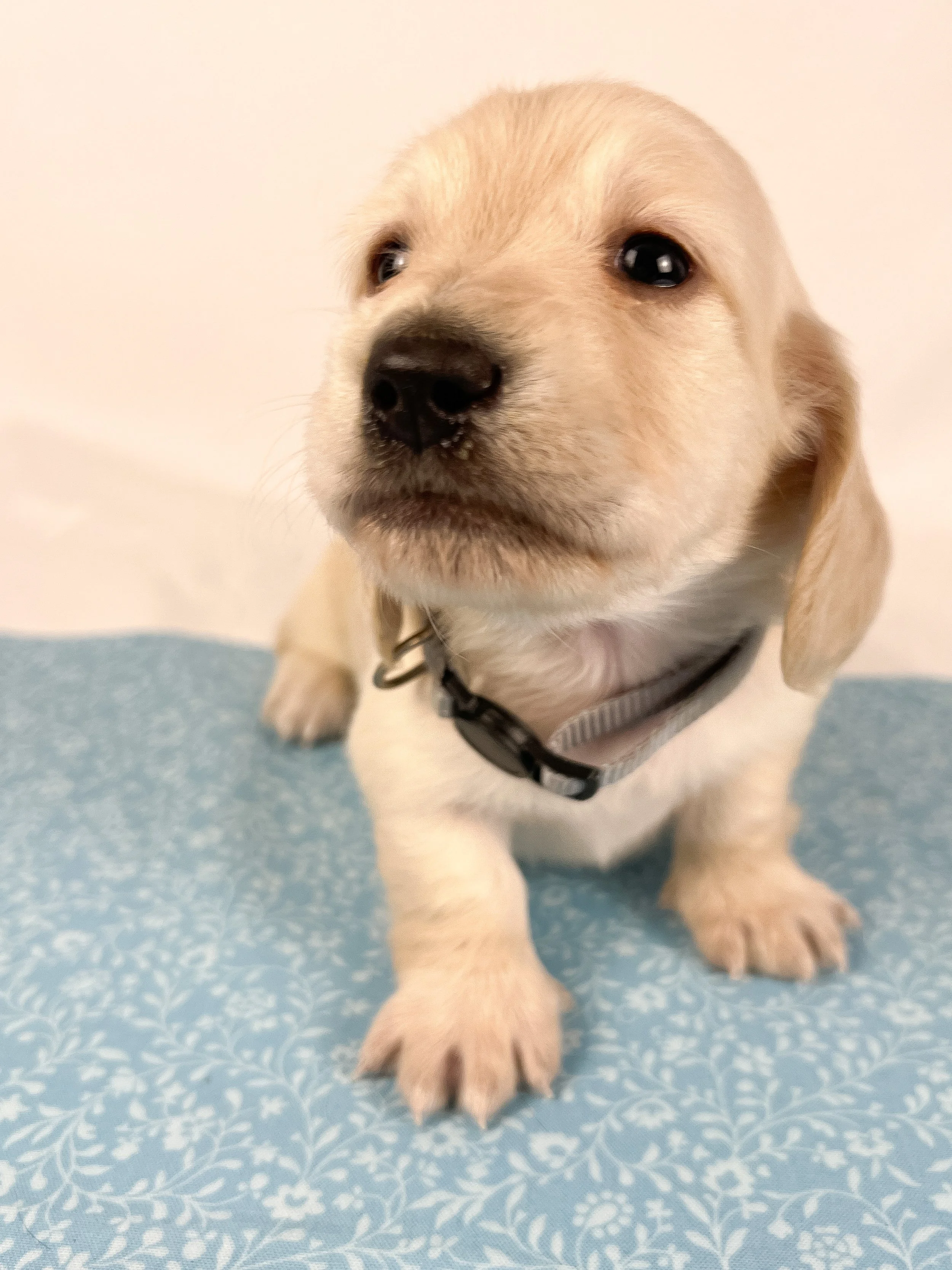 Parmesan aka Wally (RESERVED, longhaired boy)