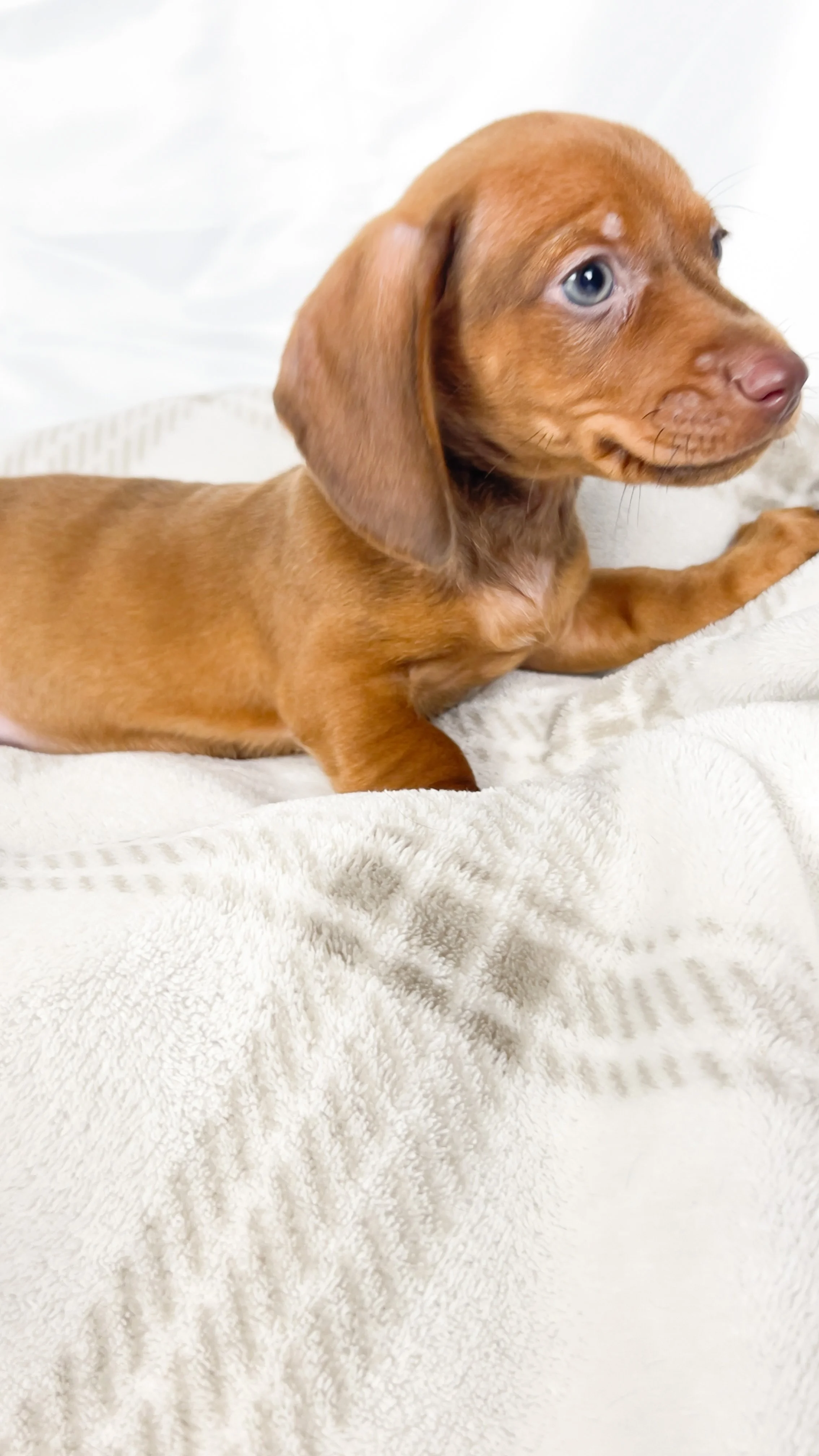 Thai tea (RESERVED, shorthaired boy)