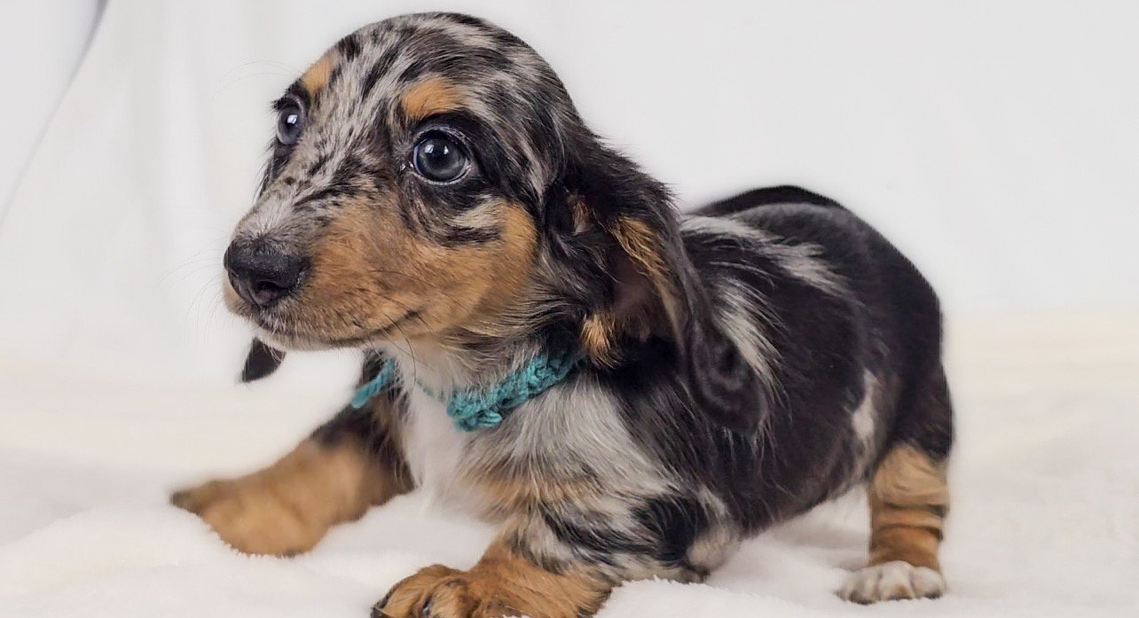 Tulip (RESERVED, longhaired girl)