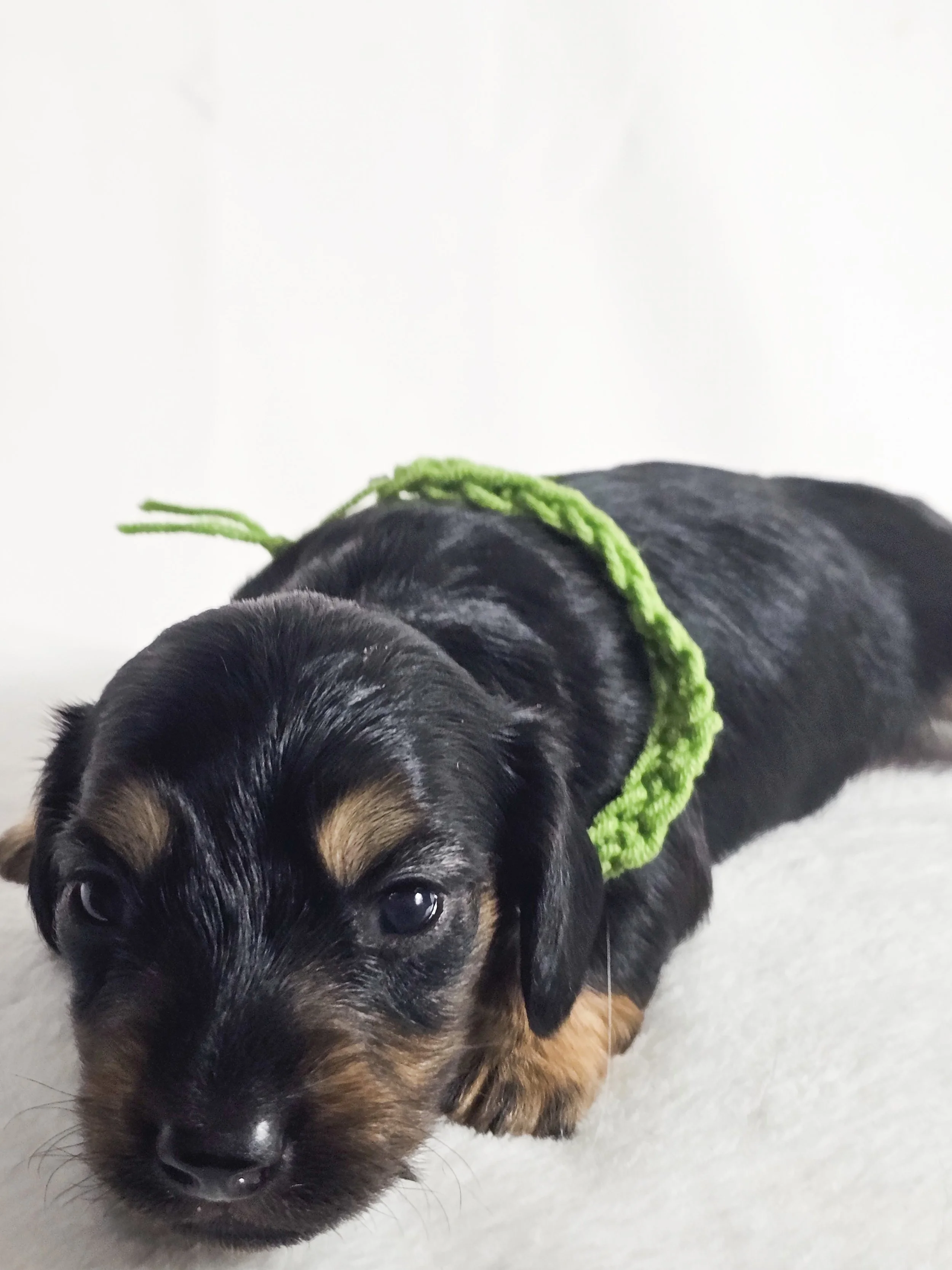 Pistachio Cream (longhaired girl, $3000 with a $500 deposit towards total)