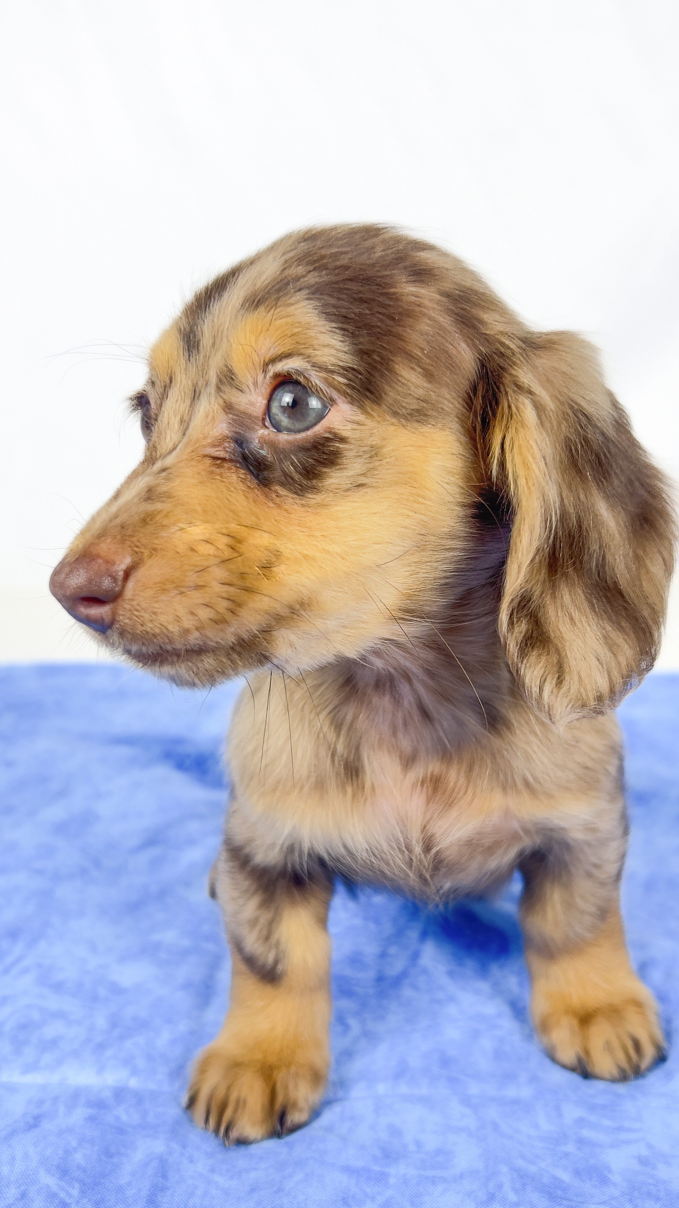 Hot fudge aka Reese (RESERVED, longhaired girl)