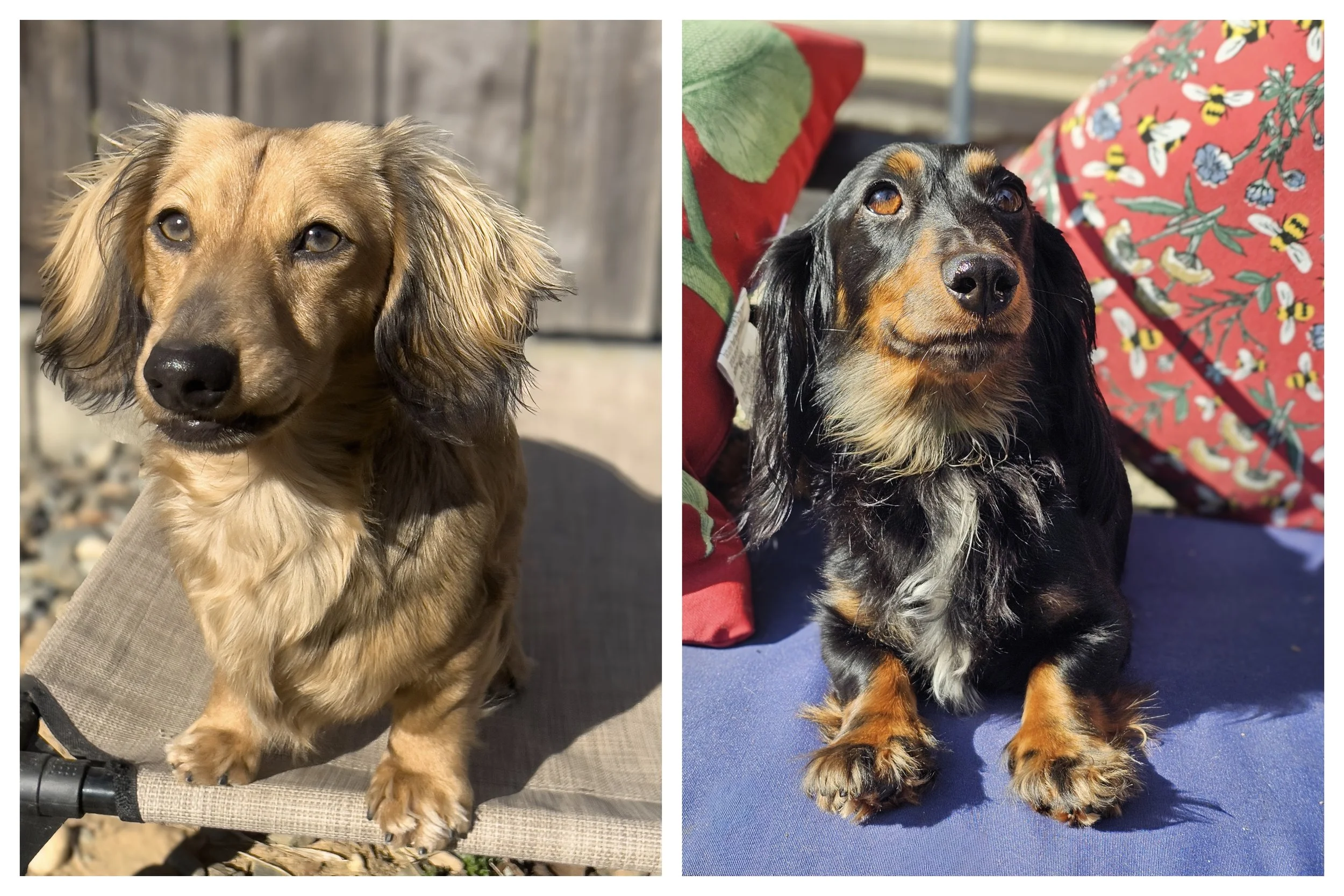Side-by-side photos of two long-haired dachshund puppies with brown and black fur, both sitting on carpeted floors indoors.