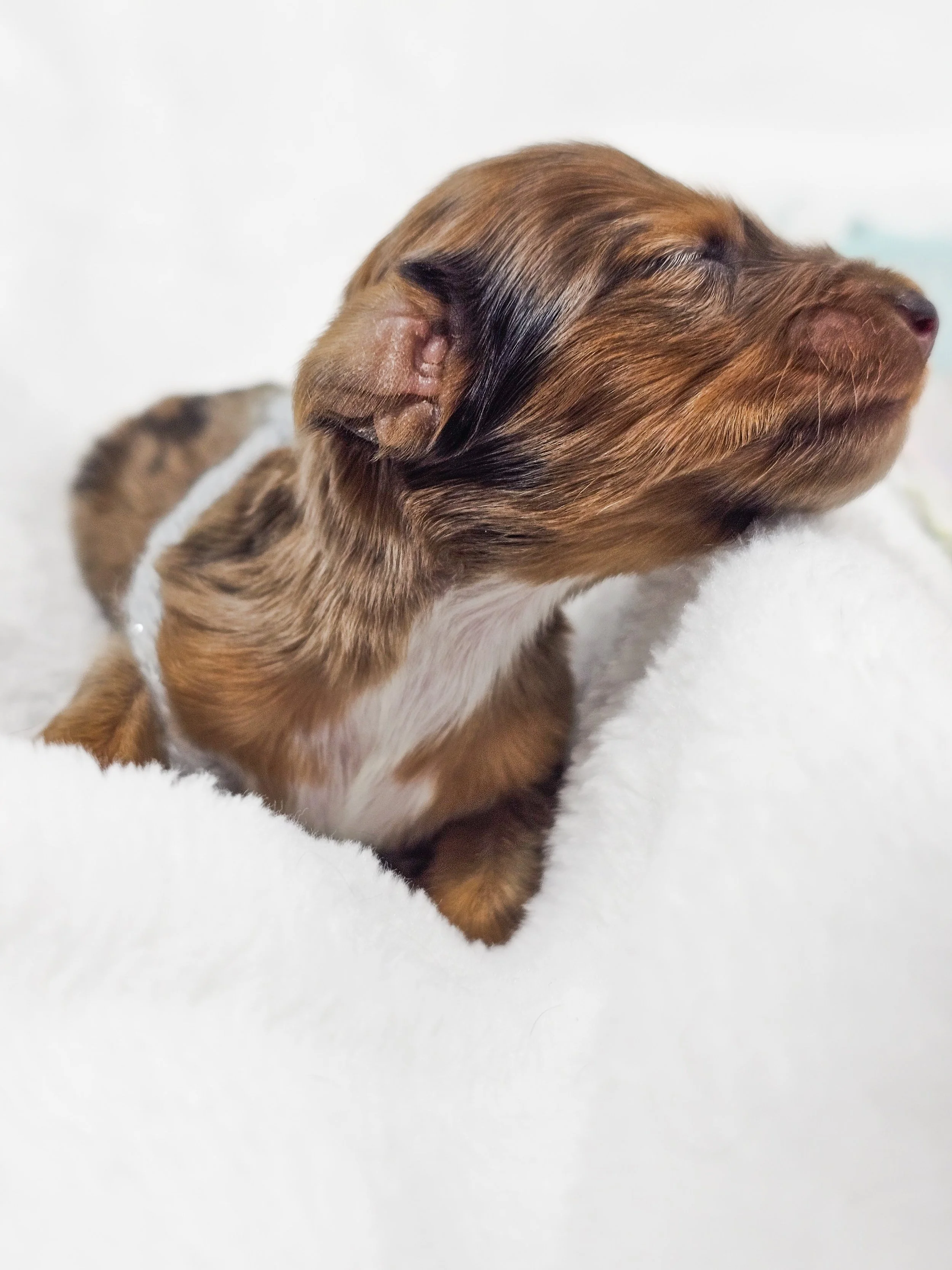 Orchid (RESERVED, longhaired girl)