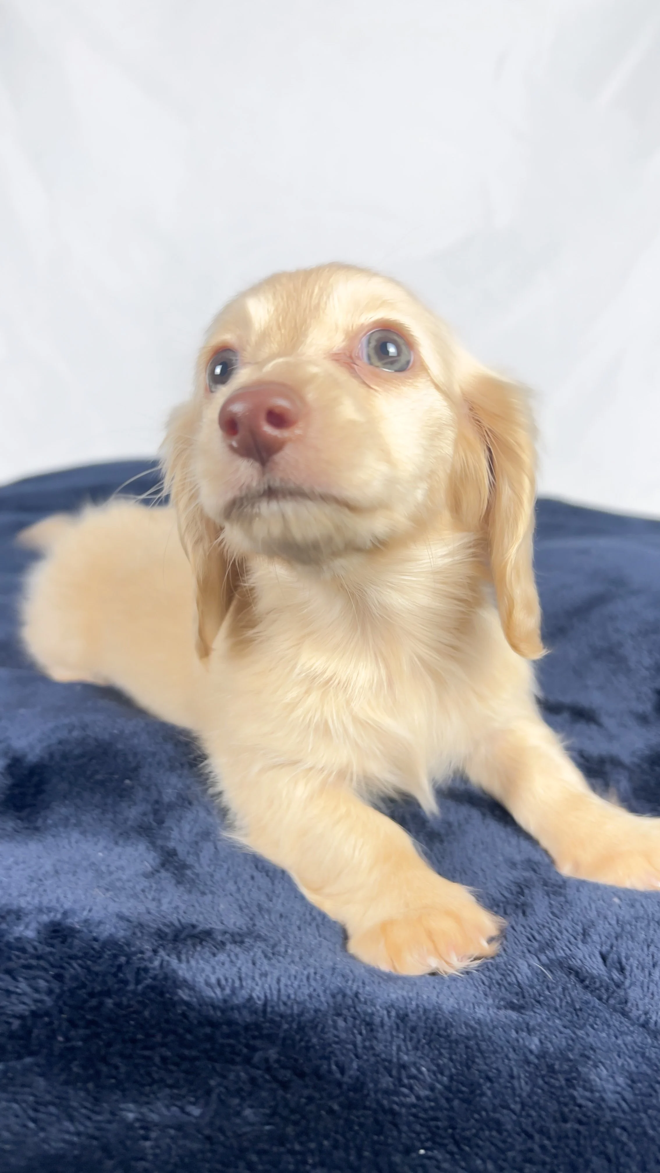Vanilla (RESERVED, longhaired girl)