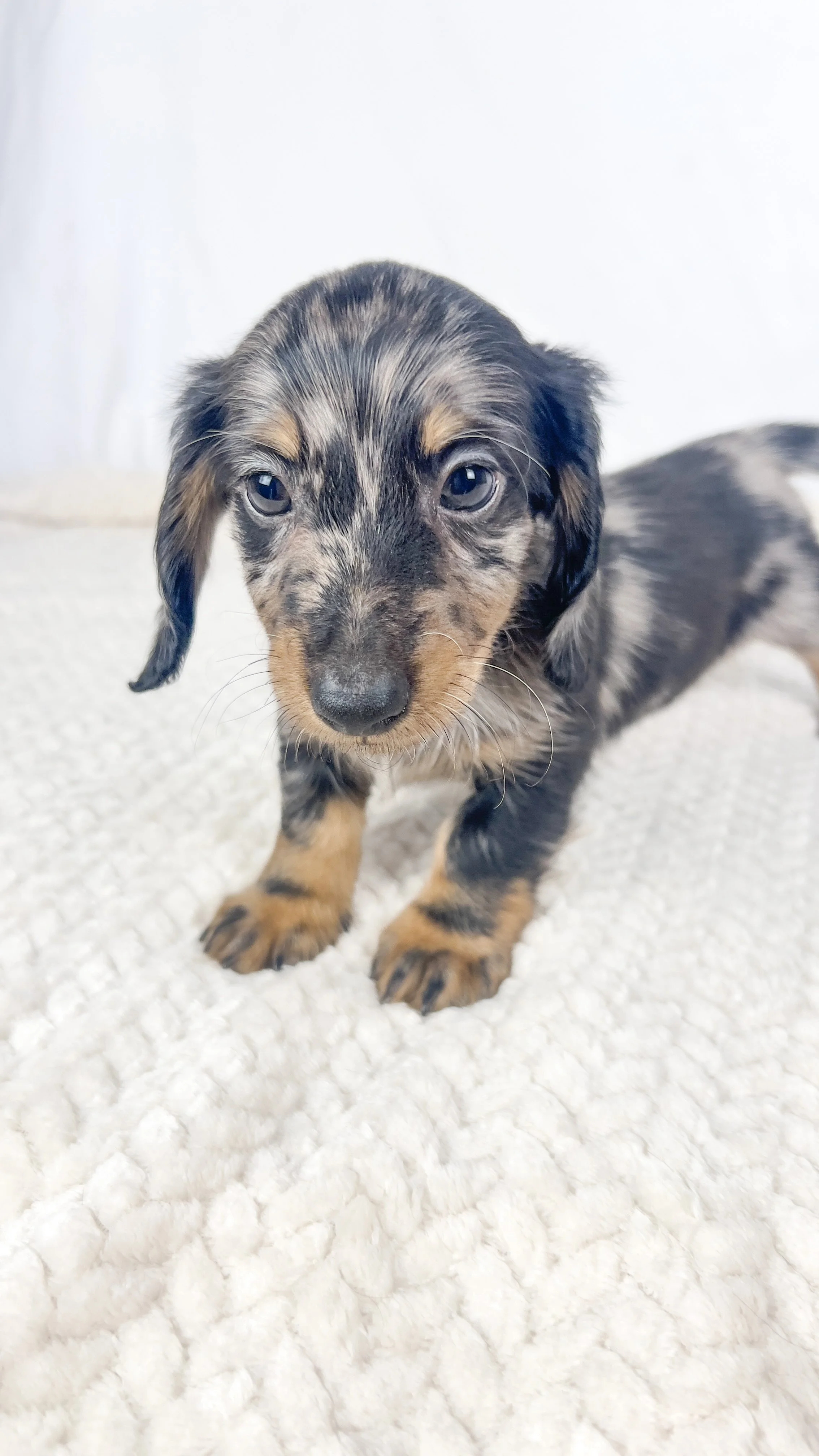 Strawberry aka Tank (RESERVED, longhaired boy)