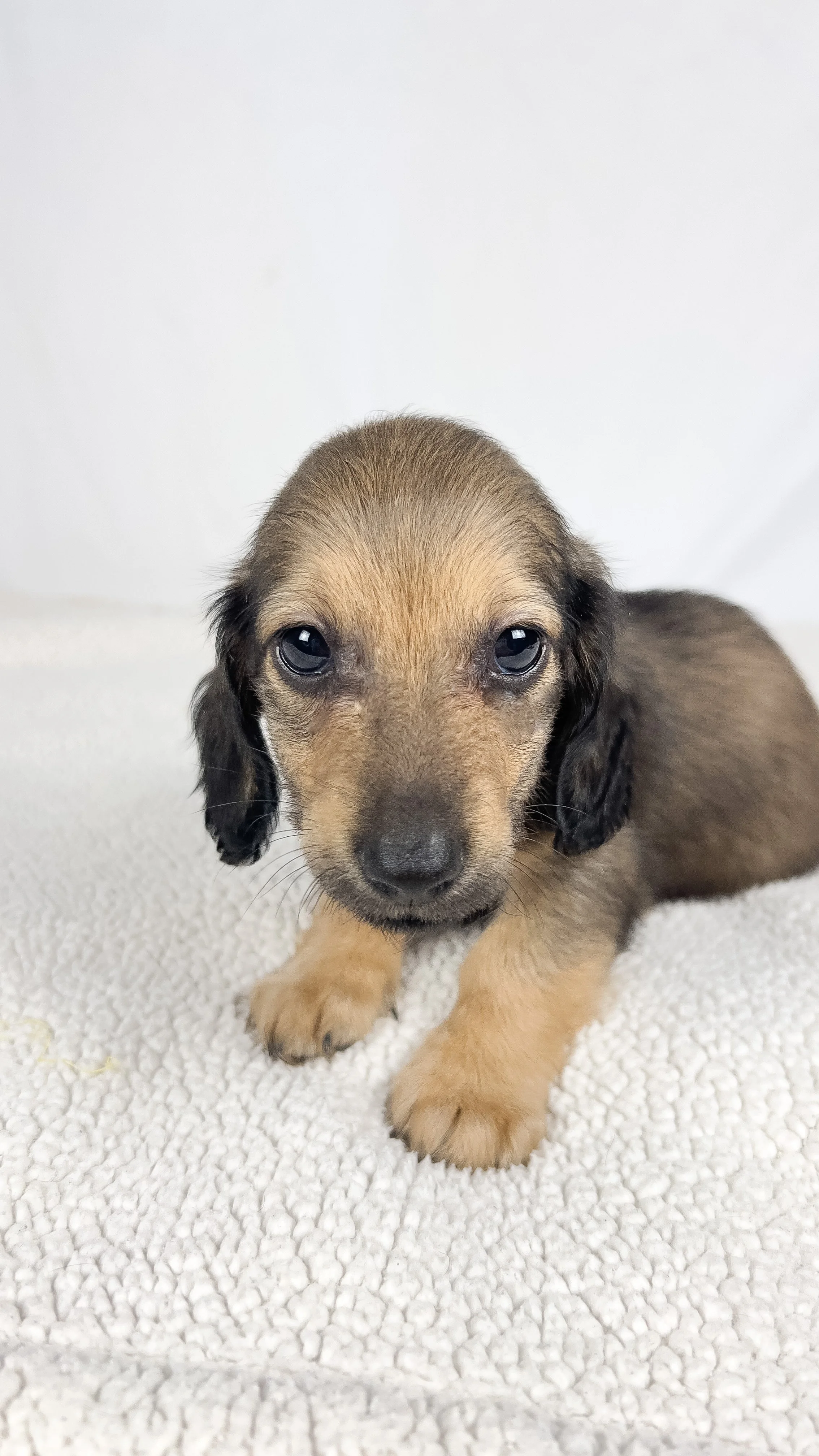 Frank aka Juiceppi (RESERVED, longhaired boy)