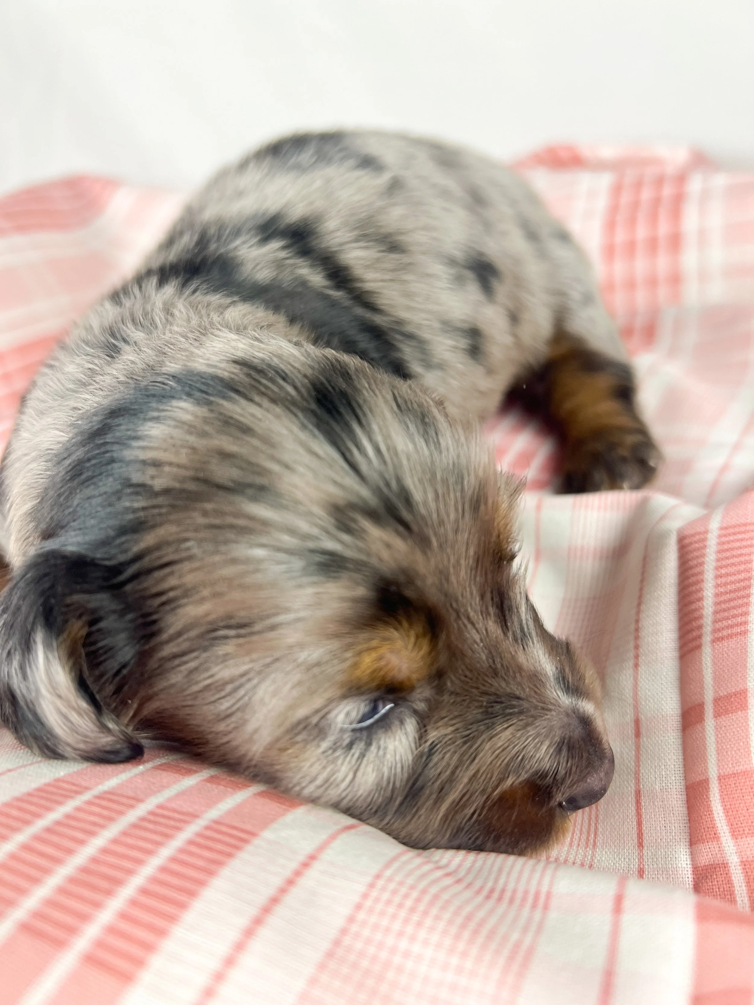 Cadbury aka Winston (RESERVED, longhaired boy)