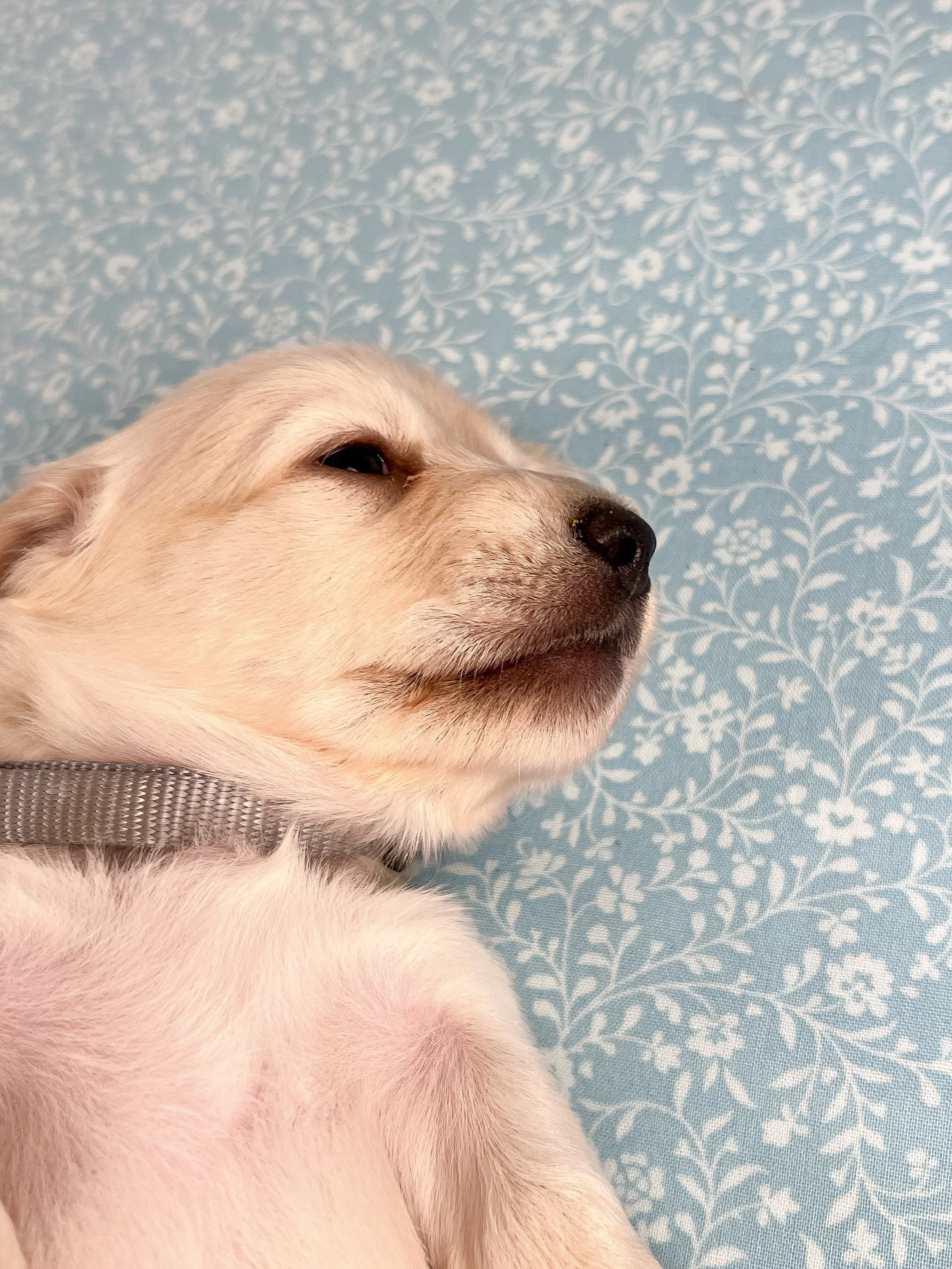 Parmesan aka Wally (RESERVED, longhaired boy)