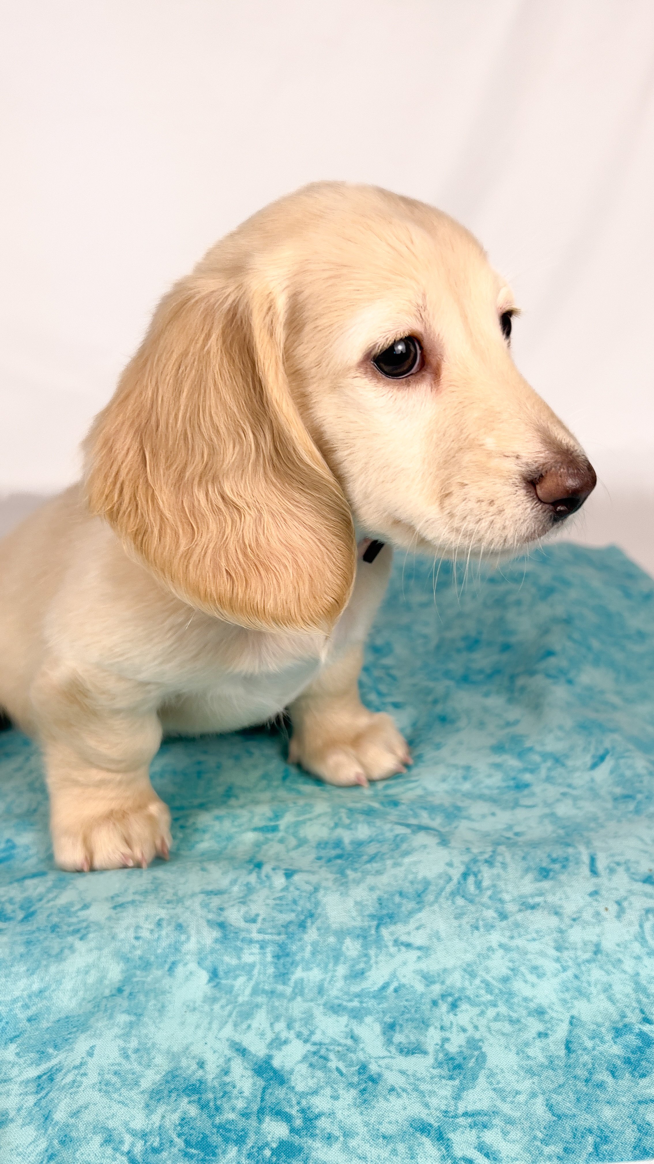 Swiss aka Willow (RESERVED, longhaired girl)