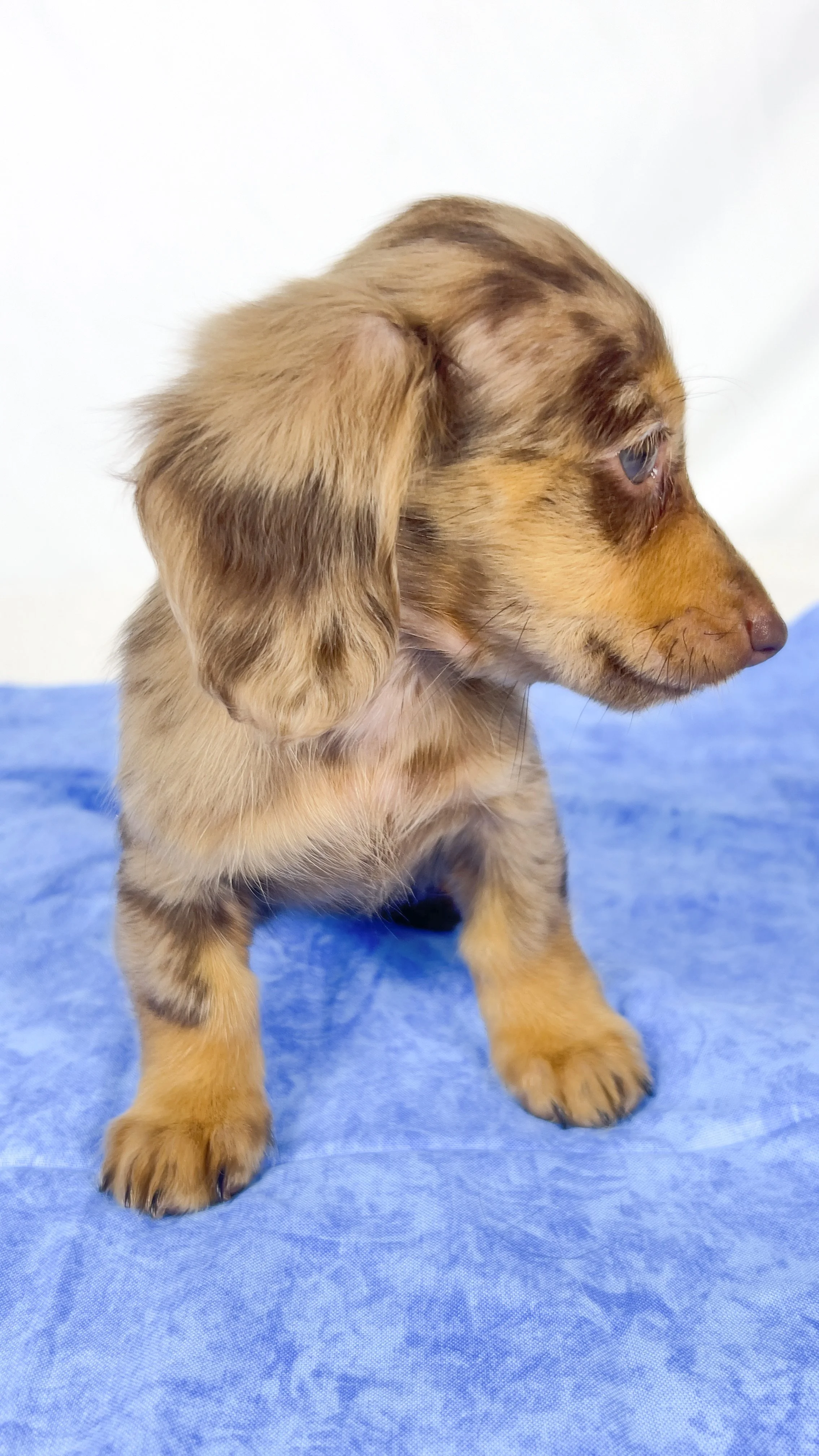 Hot fudge aka Reese (RESERVED, longhaired girl)