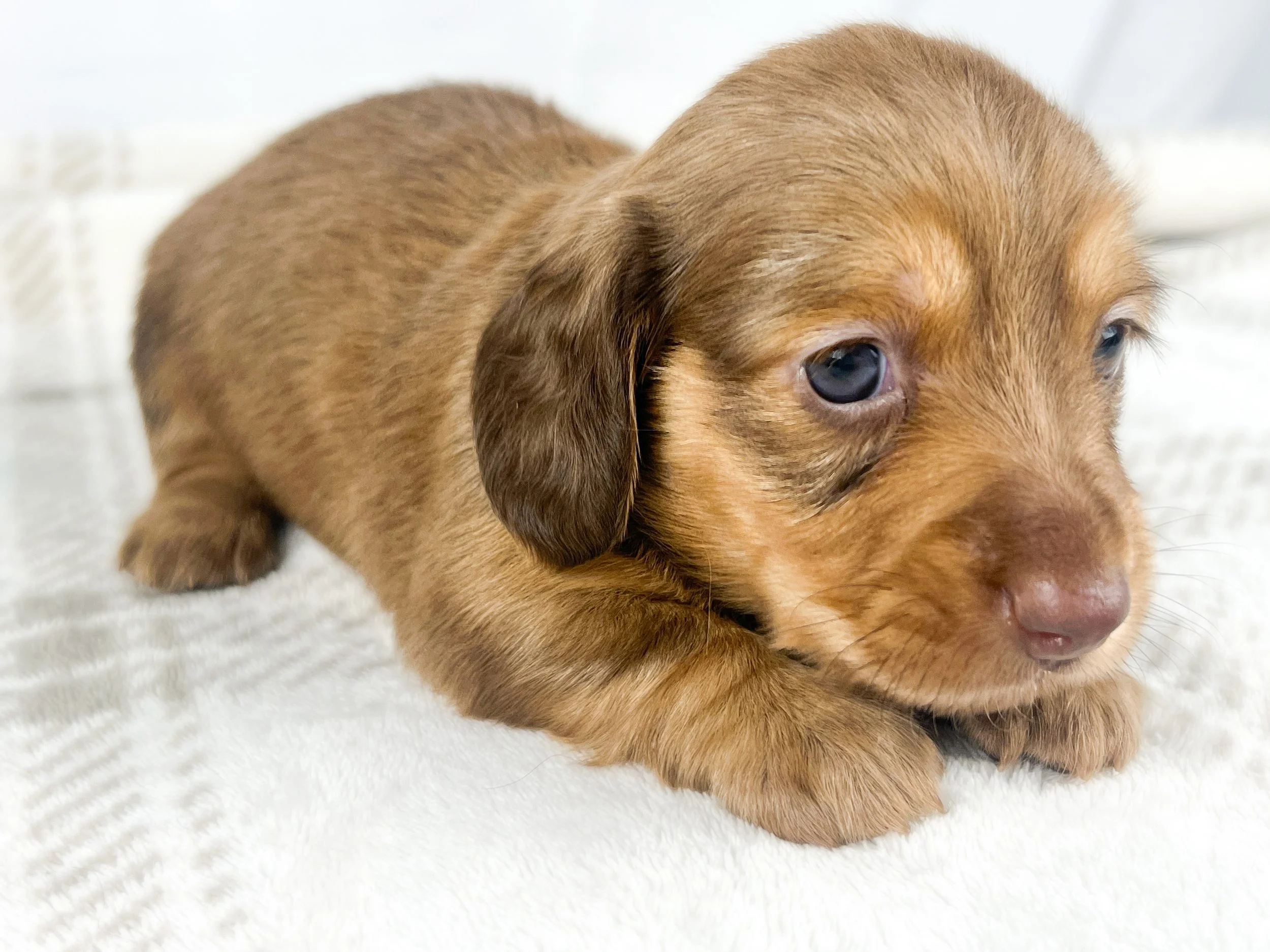 Crème aka Daisy (RESERVED, longhaired girl)