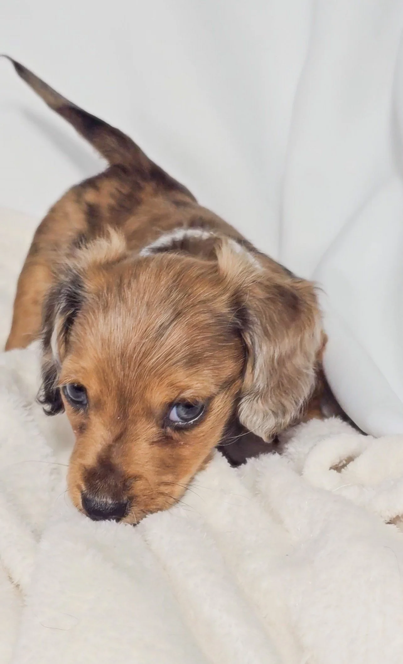 Orchid (RESERVED, longhaired girl)