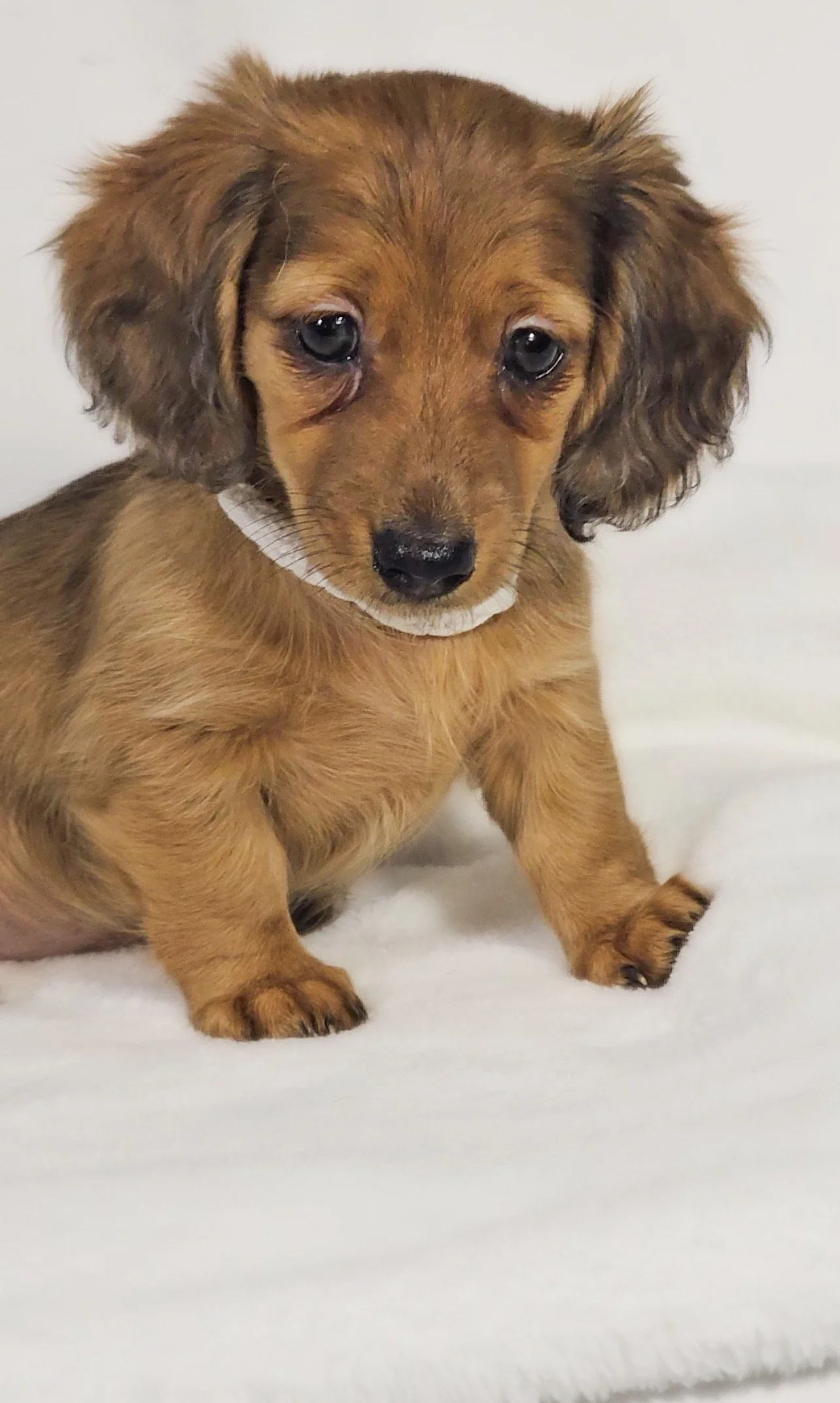Sand aka Penelope (RESERVED, longhaired girl)