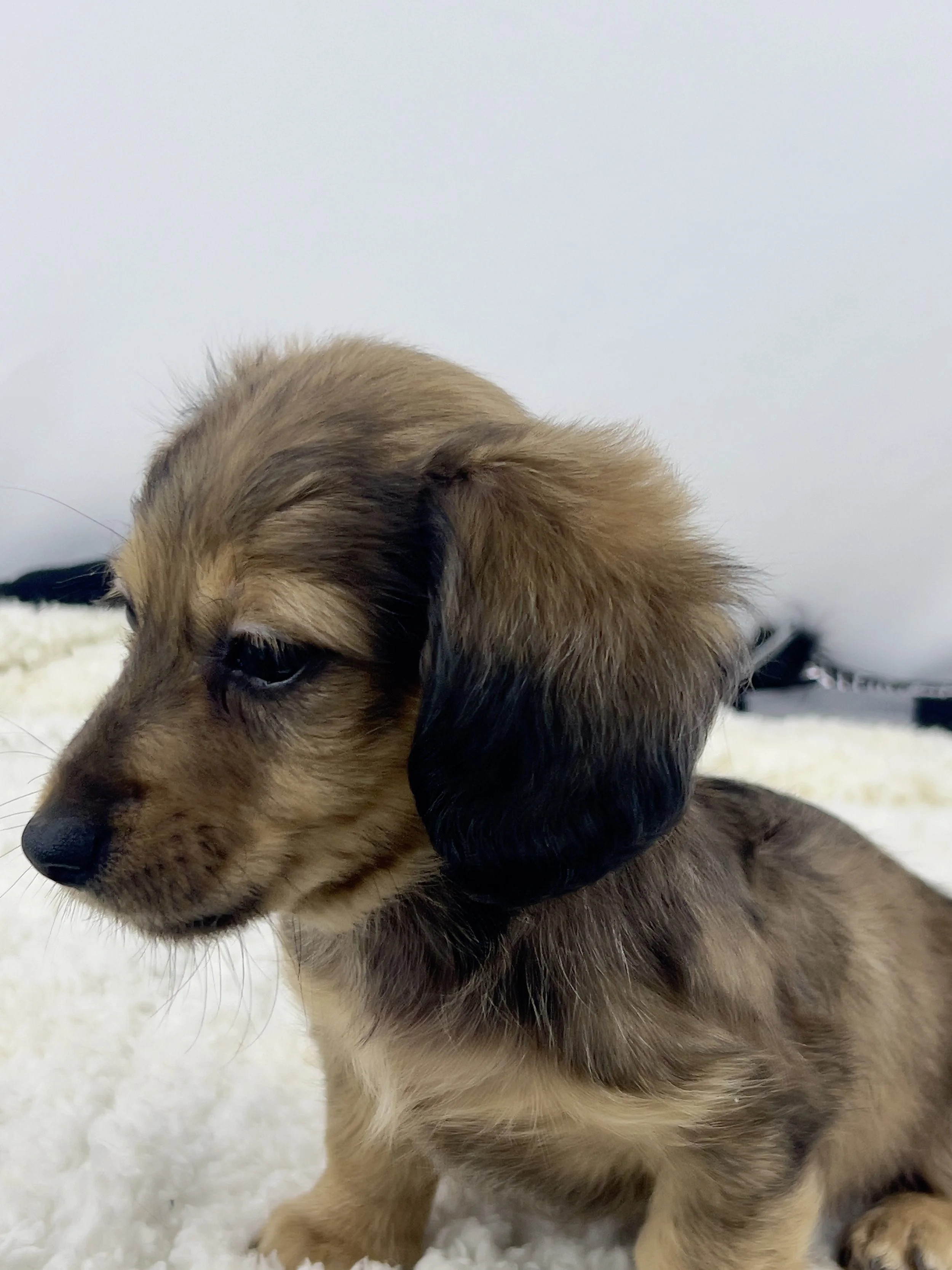 Pumpkin Brûlée aka Whiskey (RESEVED, longhaired boy)