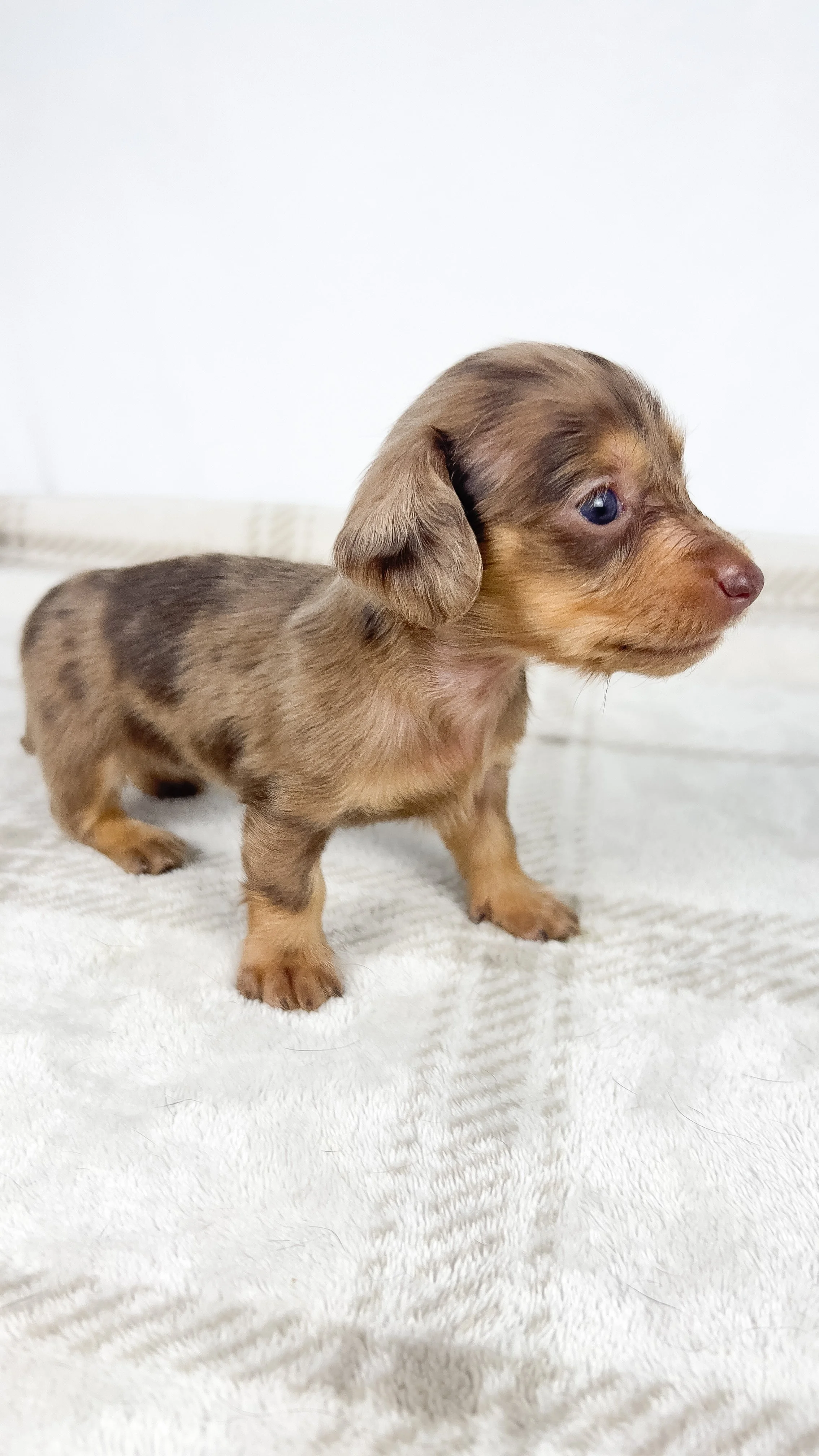 Hot fudge aka Reese (RESERVED, longhaired girl)