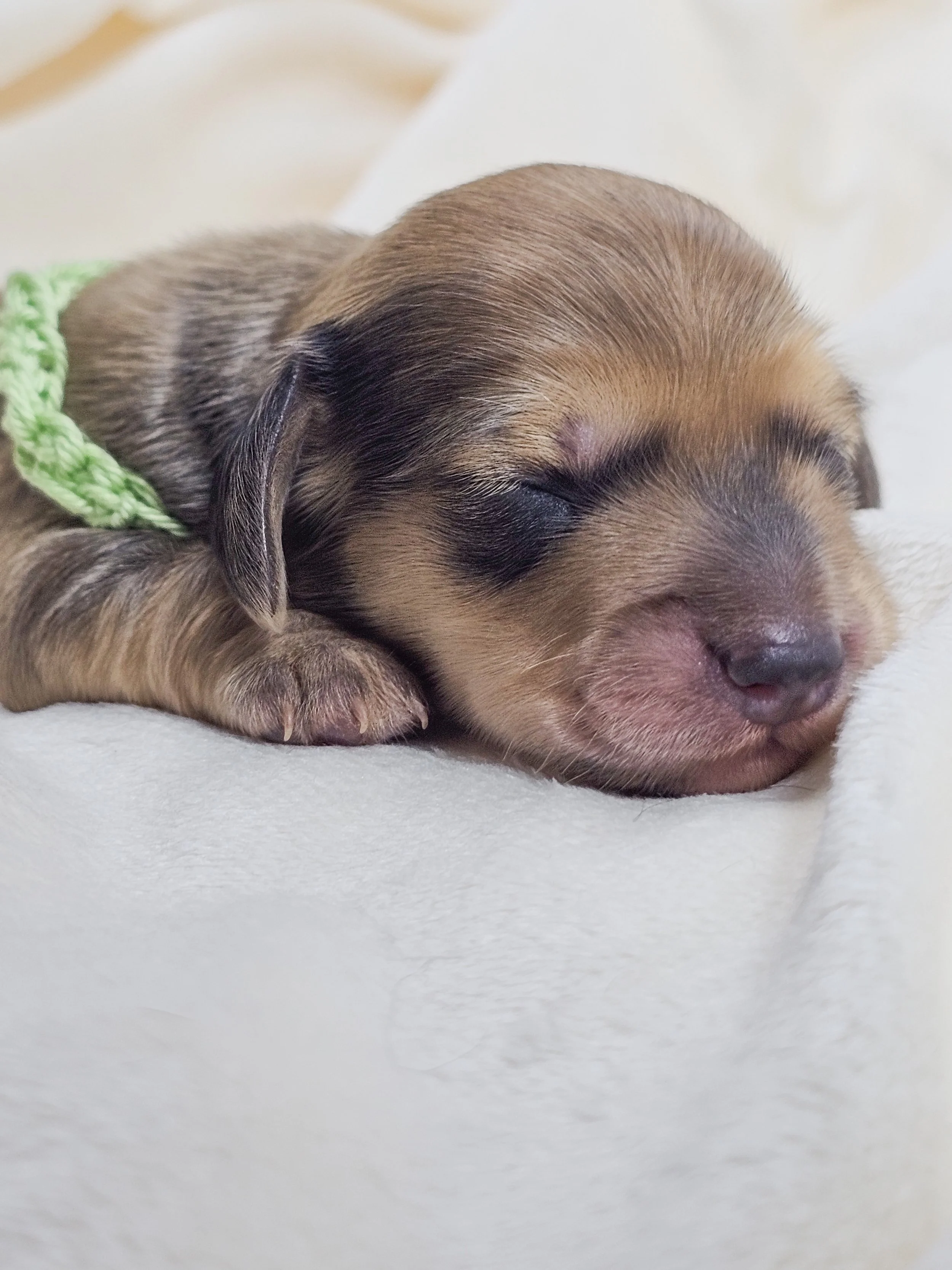 Pickles (longhaired boy, $3300 with a $500 deposit towards total)