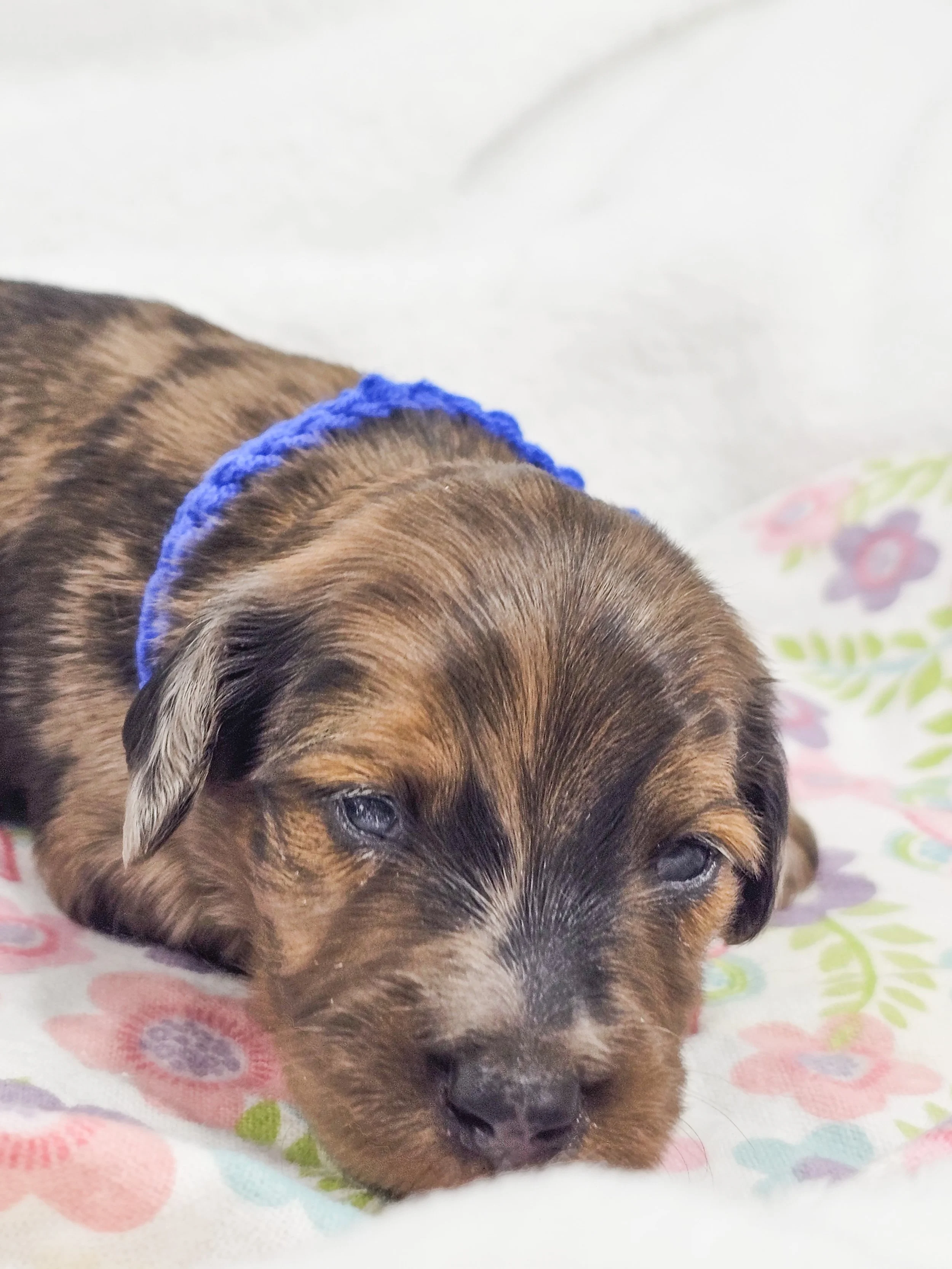 Bucket (RESERVED, longhaired boy)