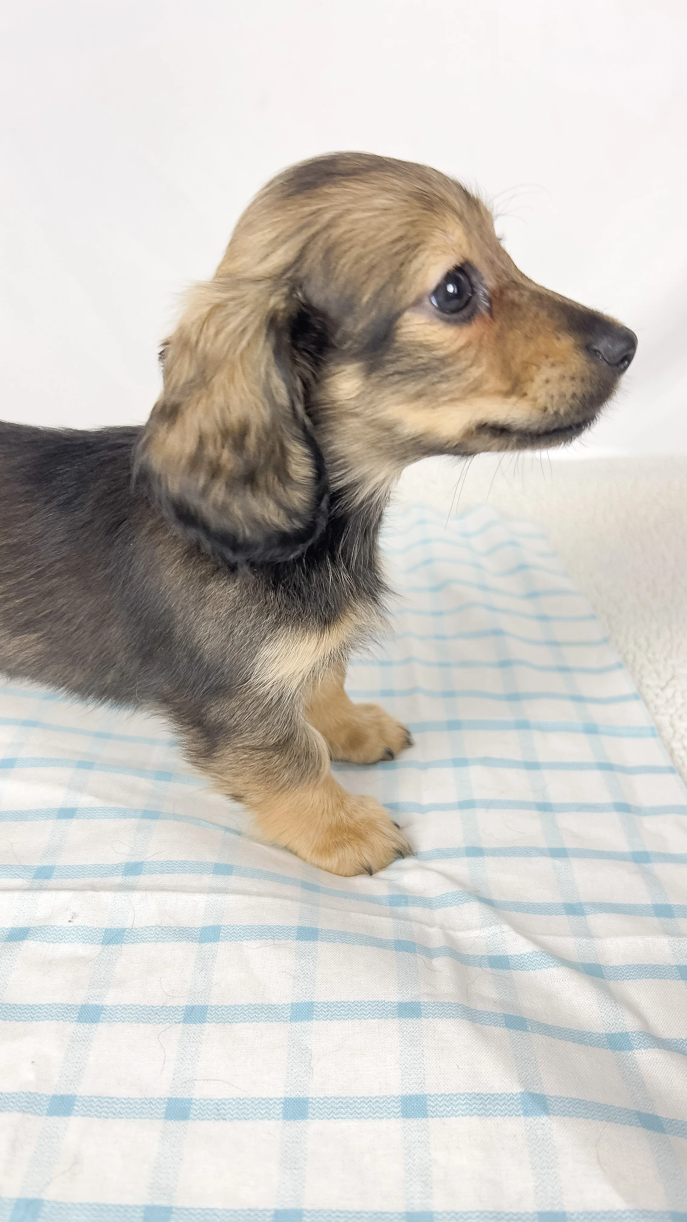 Sundae (RESERVED, longhaired girl)