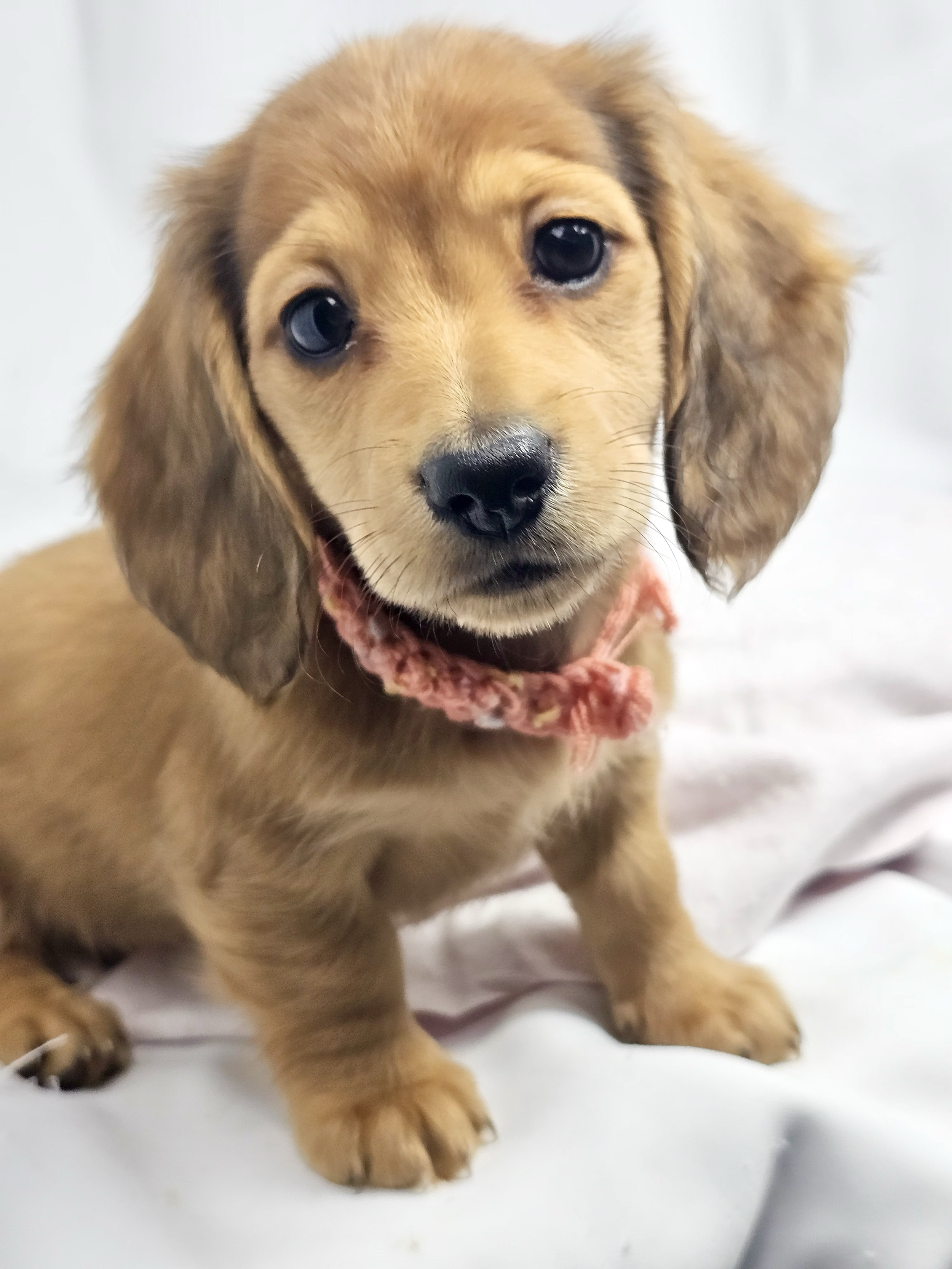 Bean aka Chloe (RESERVED, longhaired girl)