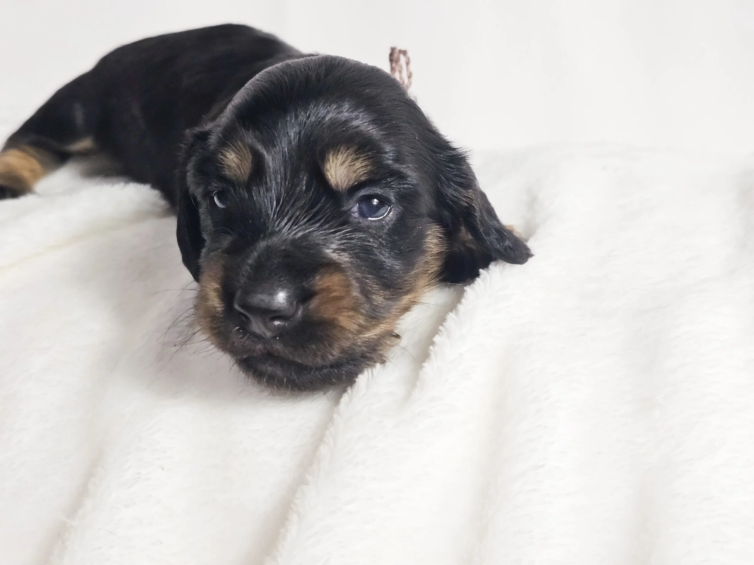 Chocolate Cream (longhaired boy, $3000 with a $500 deposit towards total)