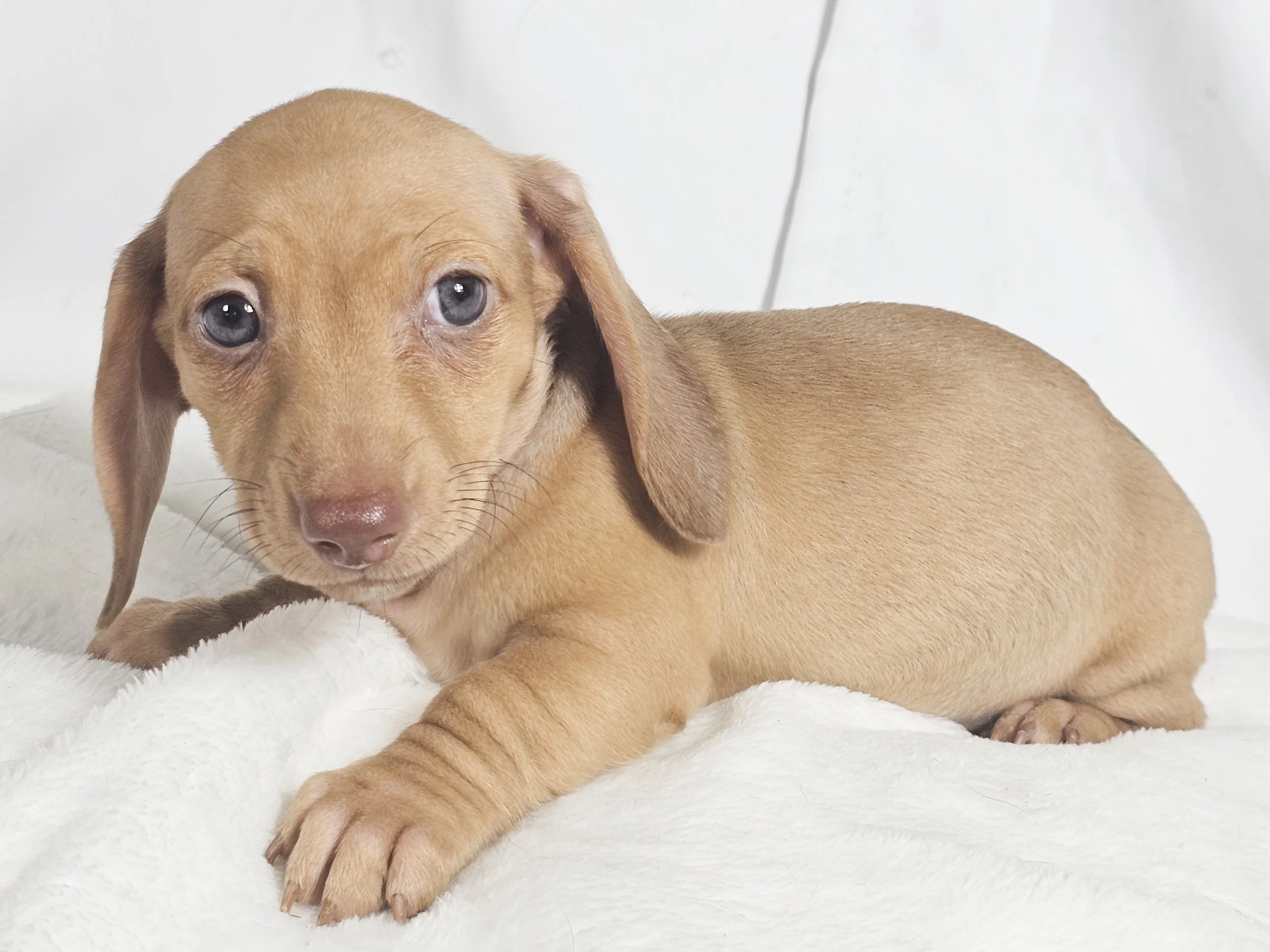Scoops (RESERVED, shorthaired girl)