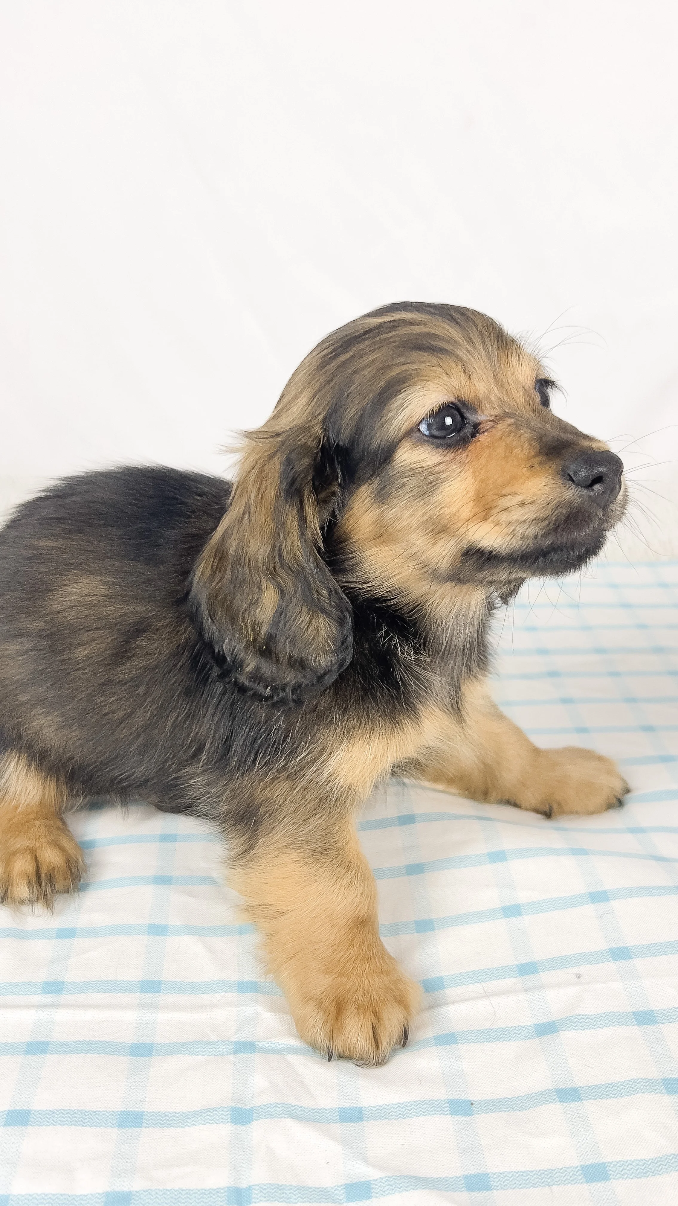 Coca-cola aka Walter (RESERVED, longhaired boy)