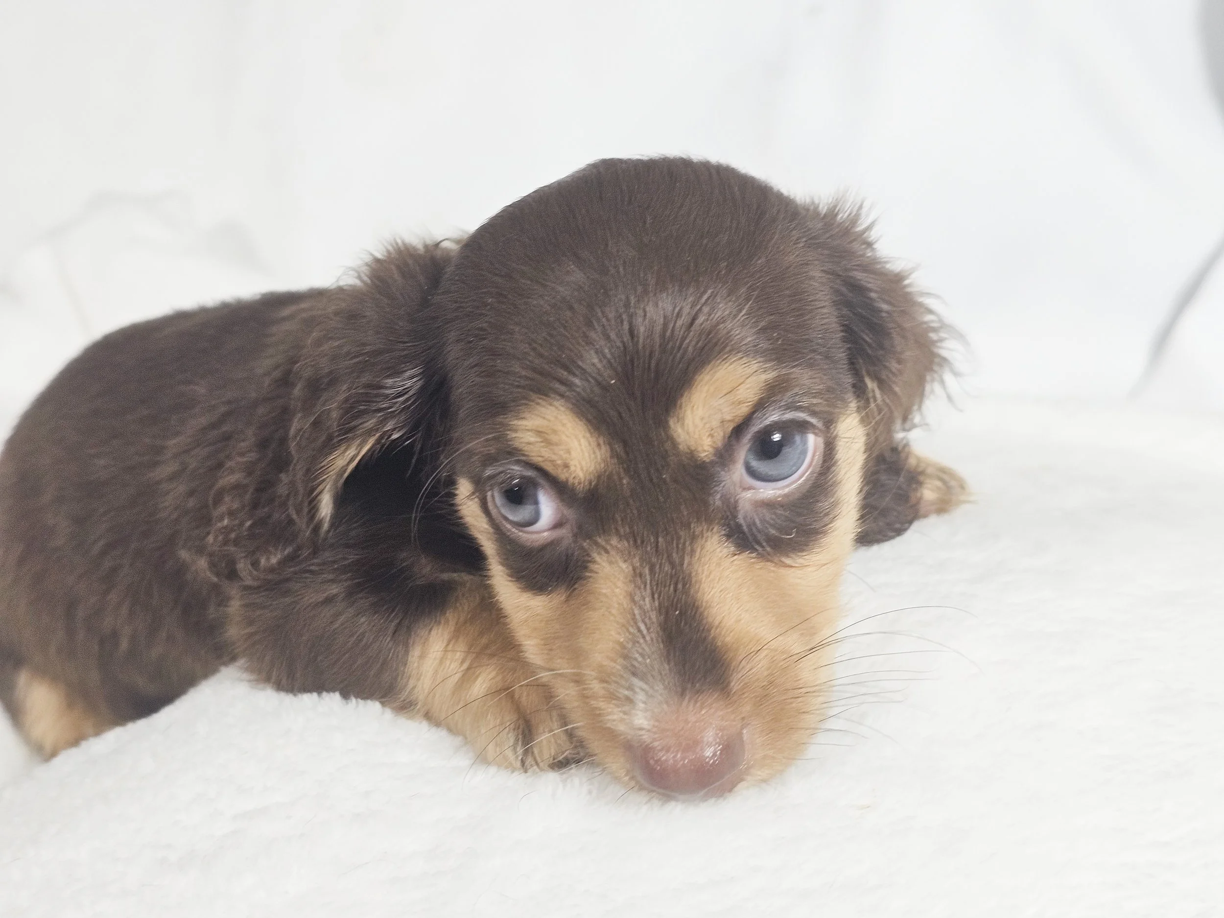 Twists HBBQ (RESERVED, longhaired boy)