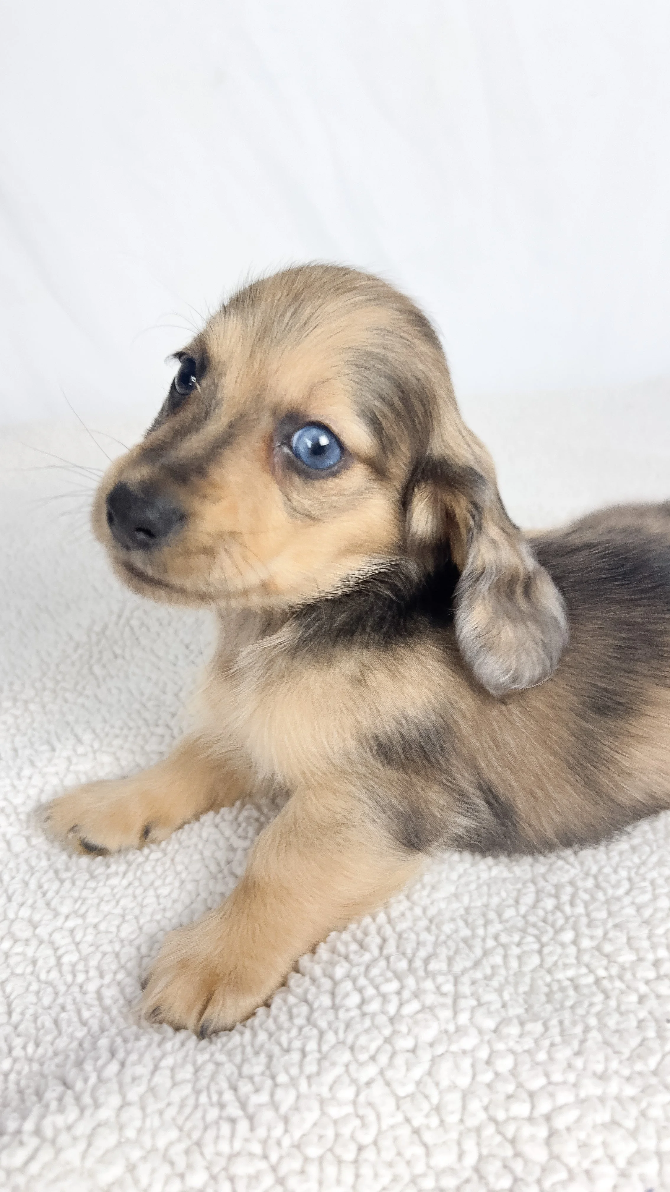 Chicken bake (RESERVED, longhaired boy)