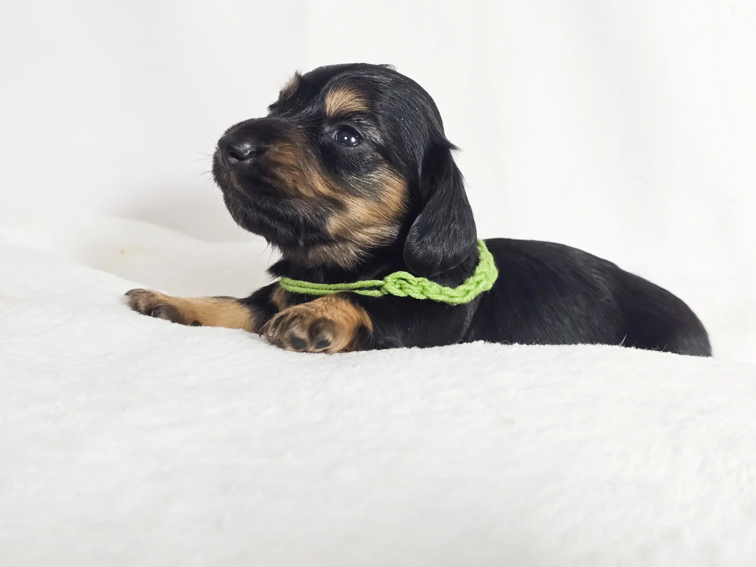 Pistachio Cream (longhaired girl, $3000 with a $500 deposit towards total)