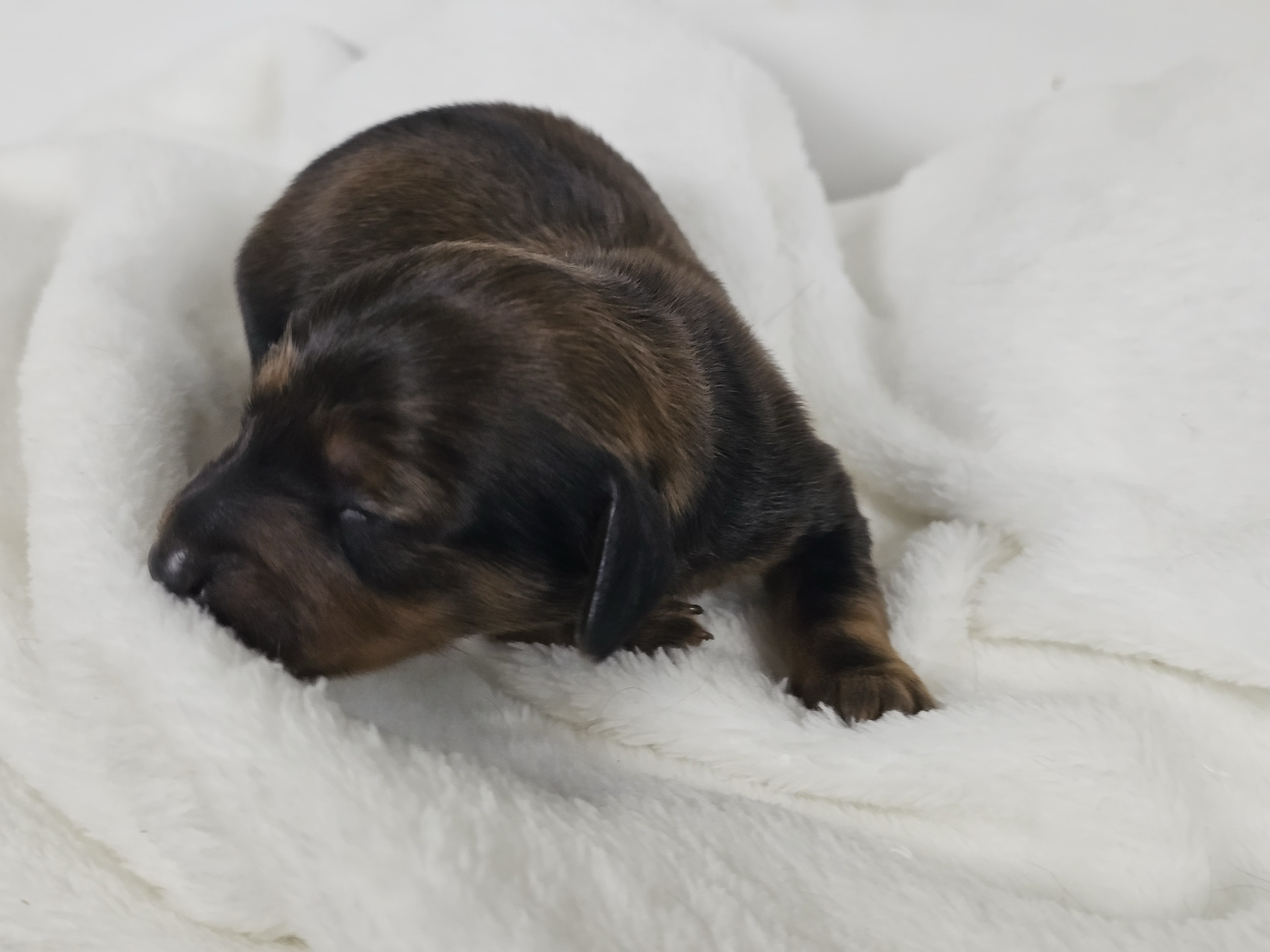 Wavy (longhaired girl, $3000 with a $500 deposit towards total)