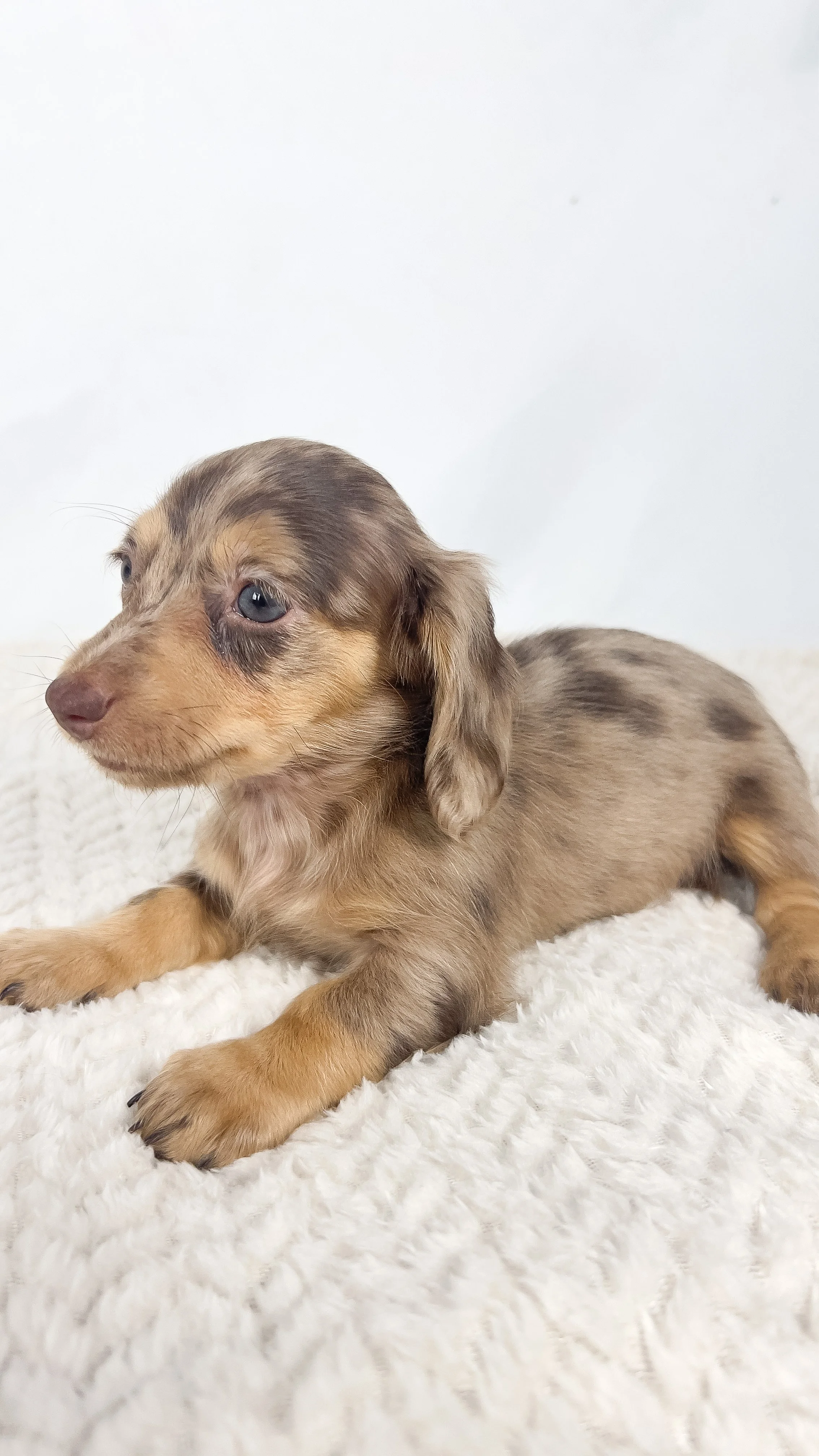 Hot fudge aka Reese (RESERVED, longhaired girl)