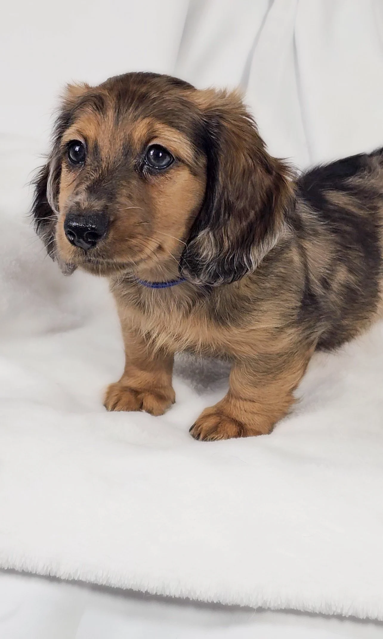 Bucket aka Randle (RESERVED, longhaired boy)