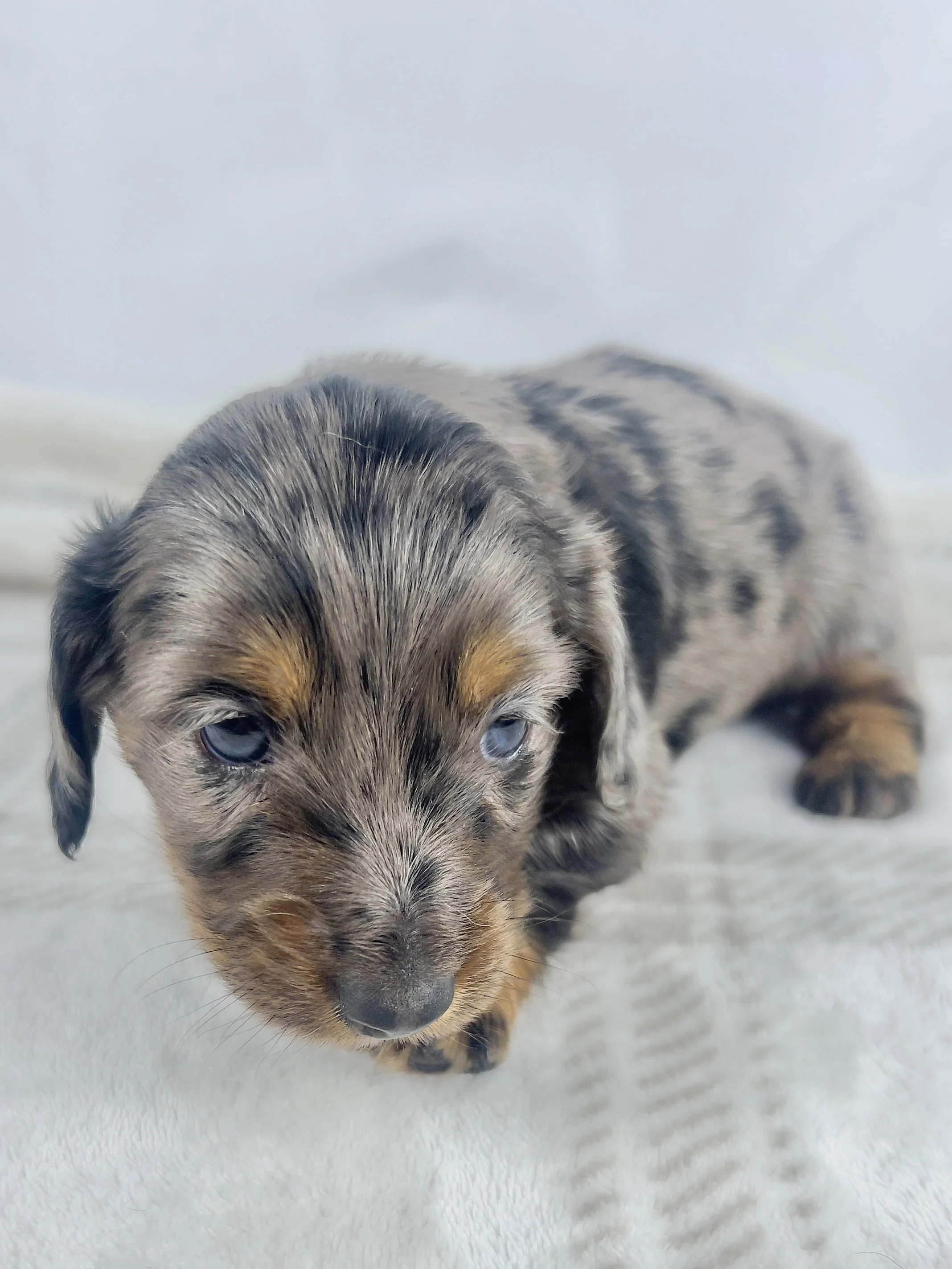 Cadbury aka Winston (RESERVED, longhaired boy)