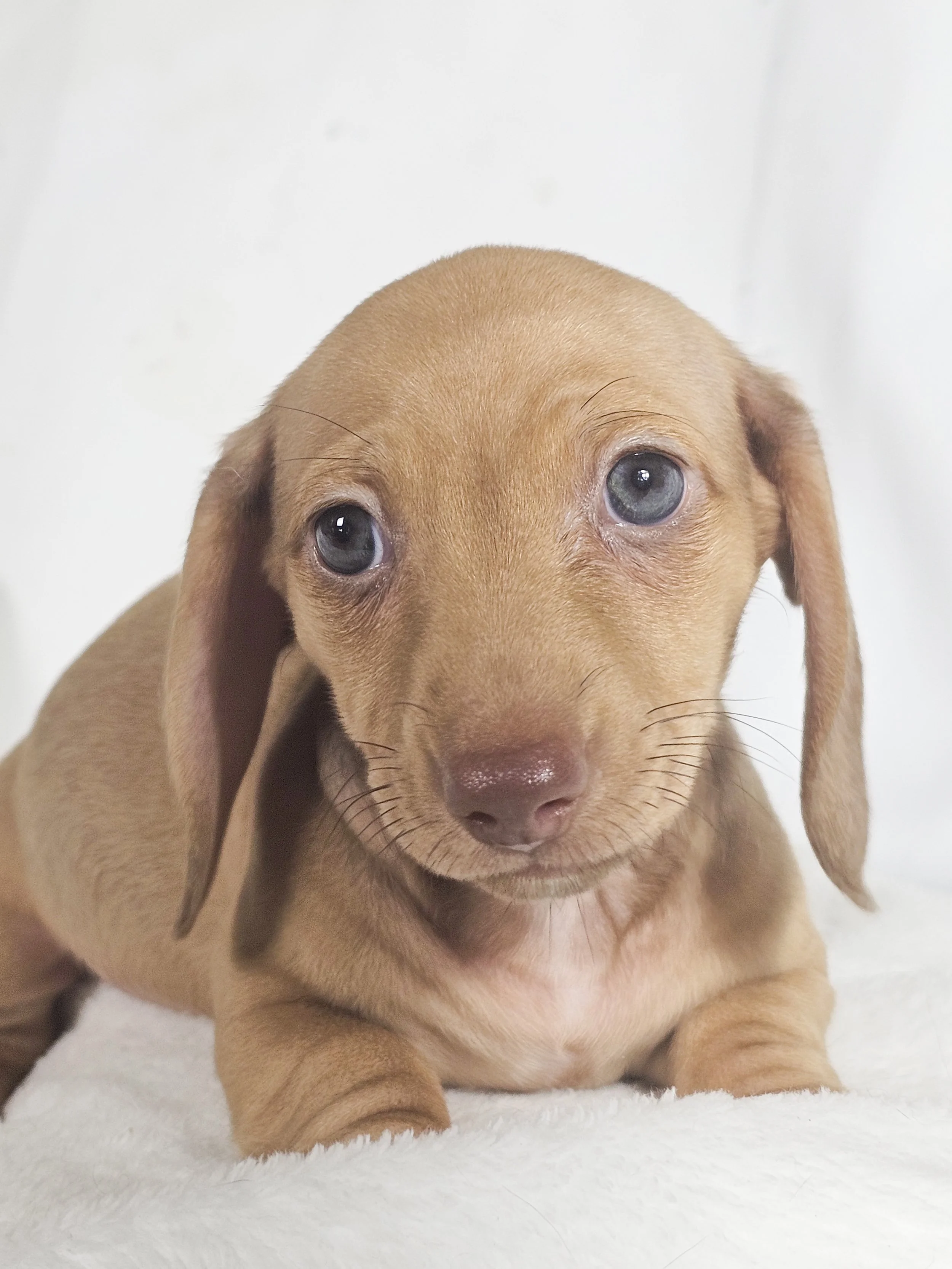 Scoops (RESERVED, shorthaired girl)