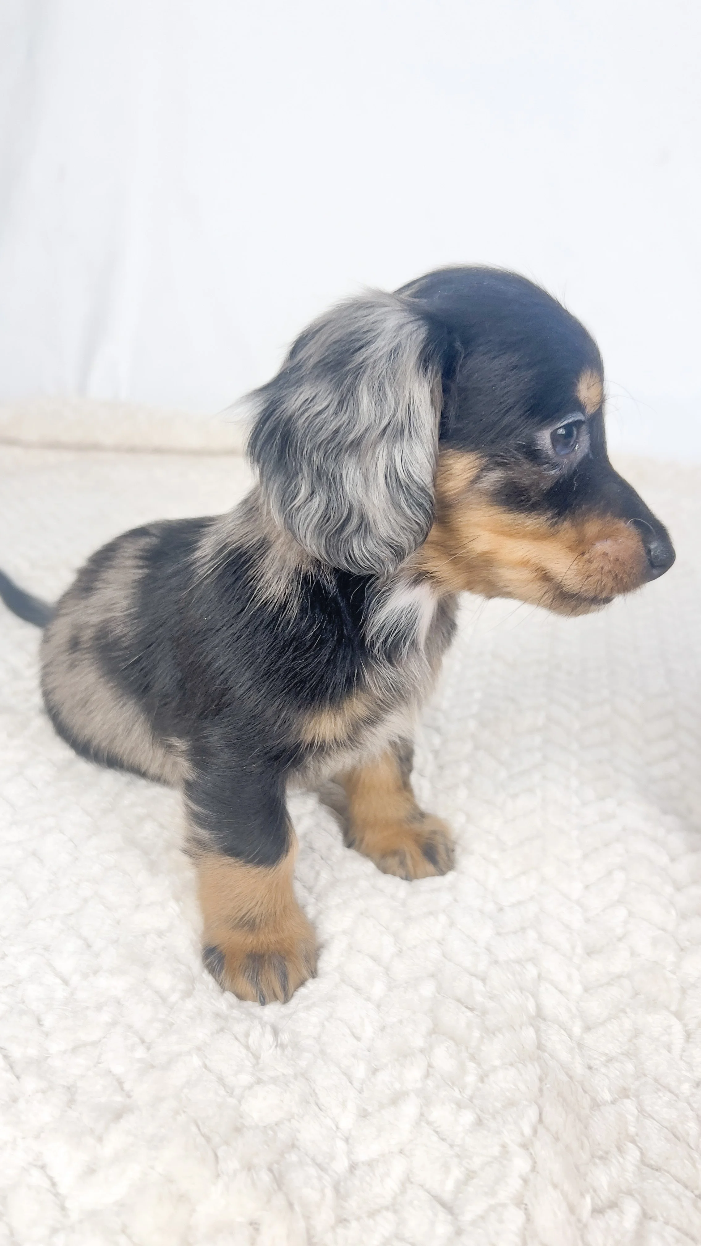 Chocolate aka Frankie (RESERVED, longhaired boy)