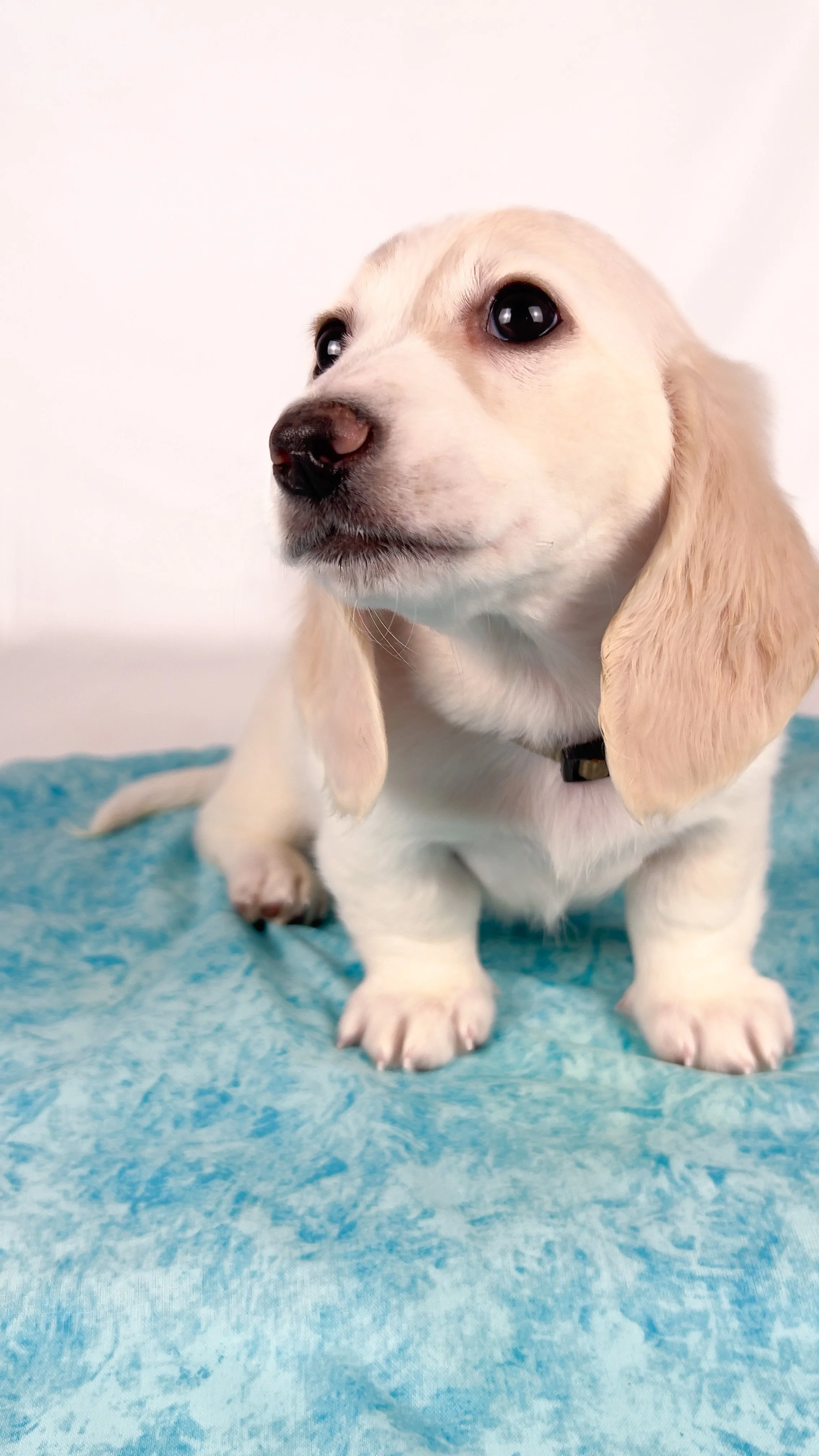 Pepperjack (RESERVED, longhaired boy)