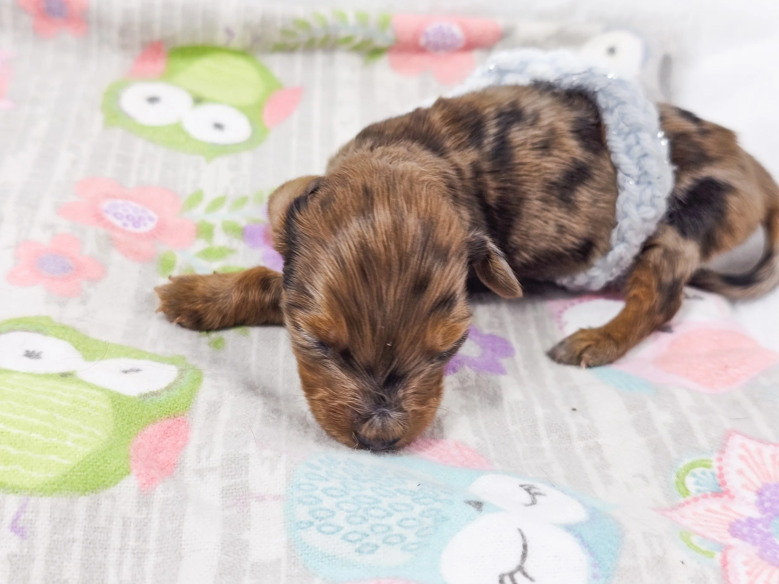 Orchid (RESERVED, longhaired girl)