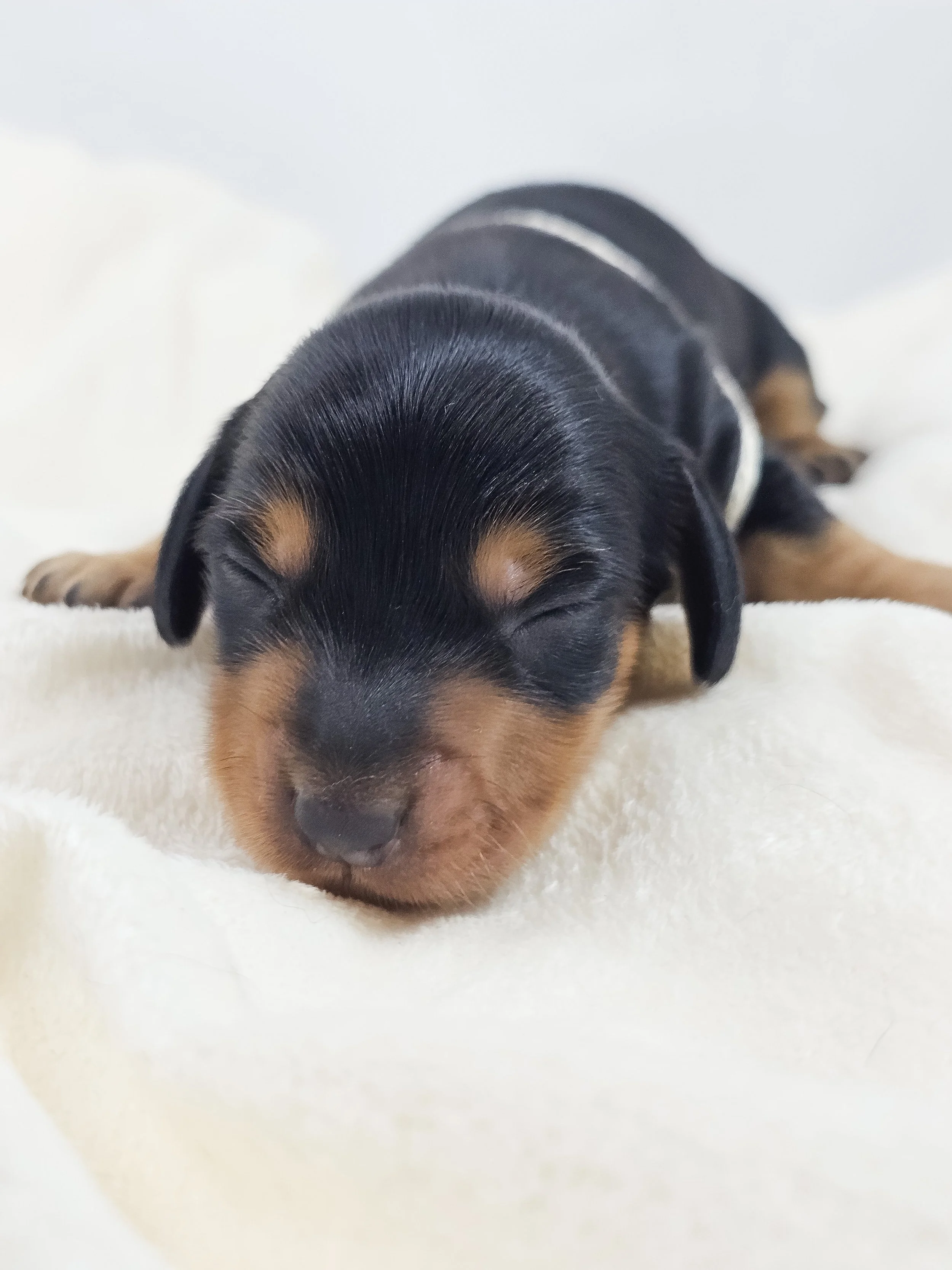 Cheese (longhaired boy, $3300 with a $500 deposit towards total)