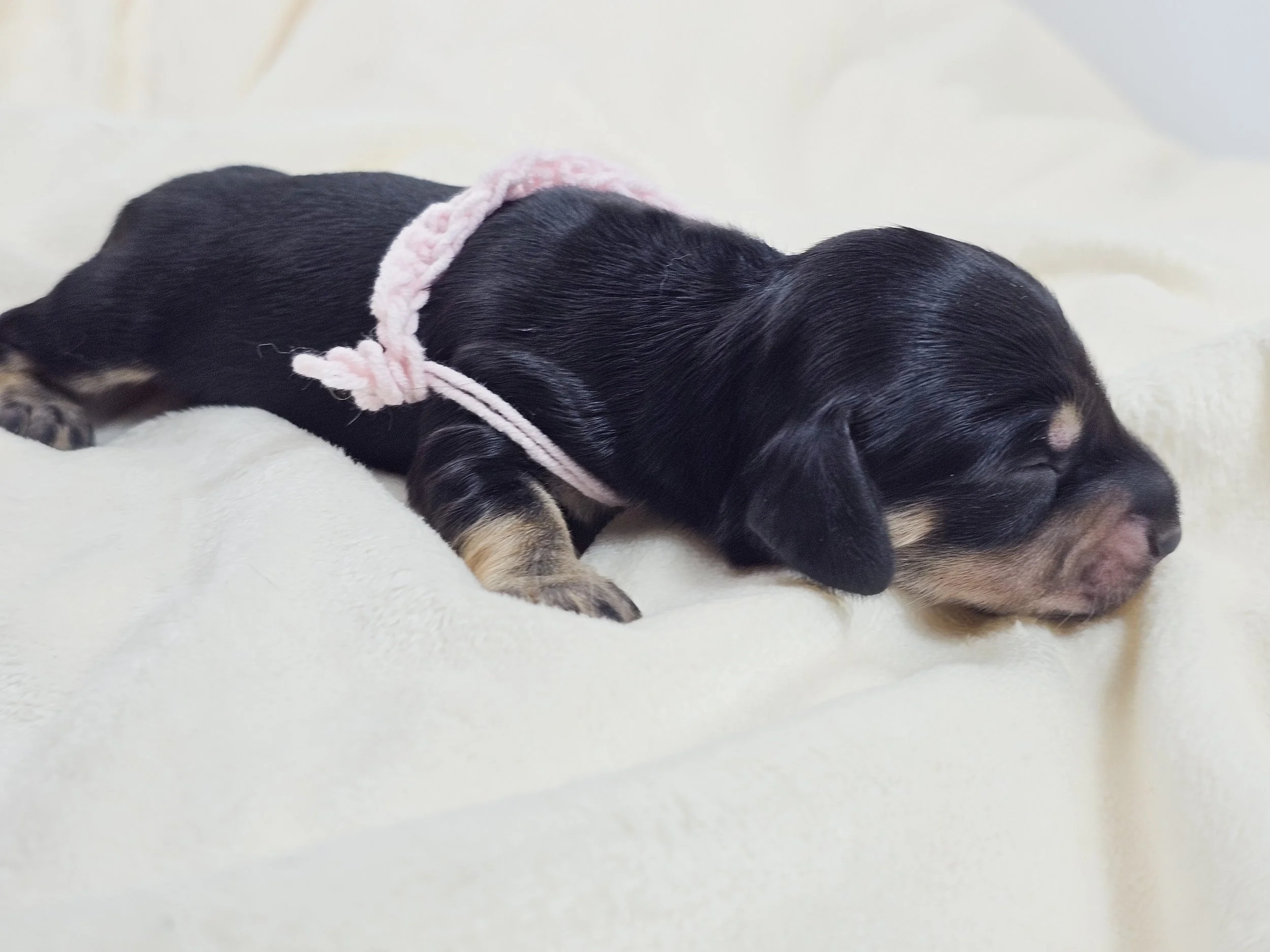 Bun (longhaired girl, $3300 with a $500 deposit towards total)