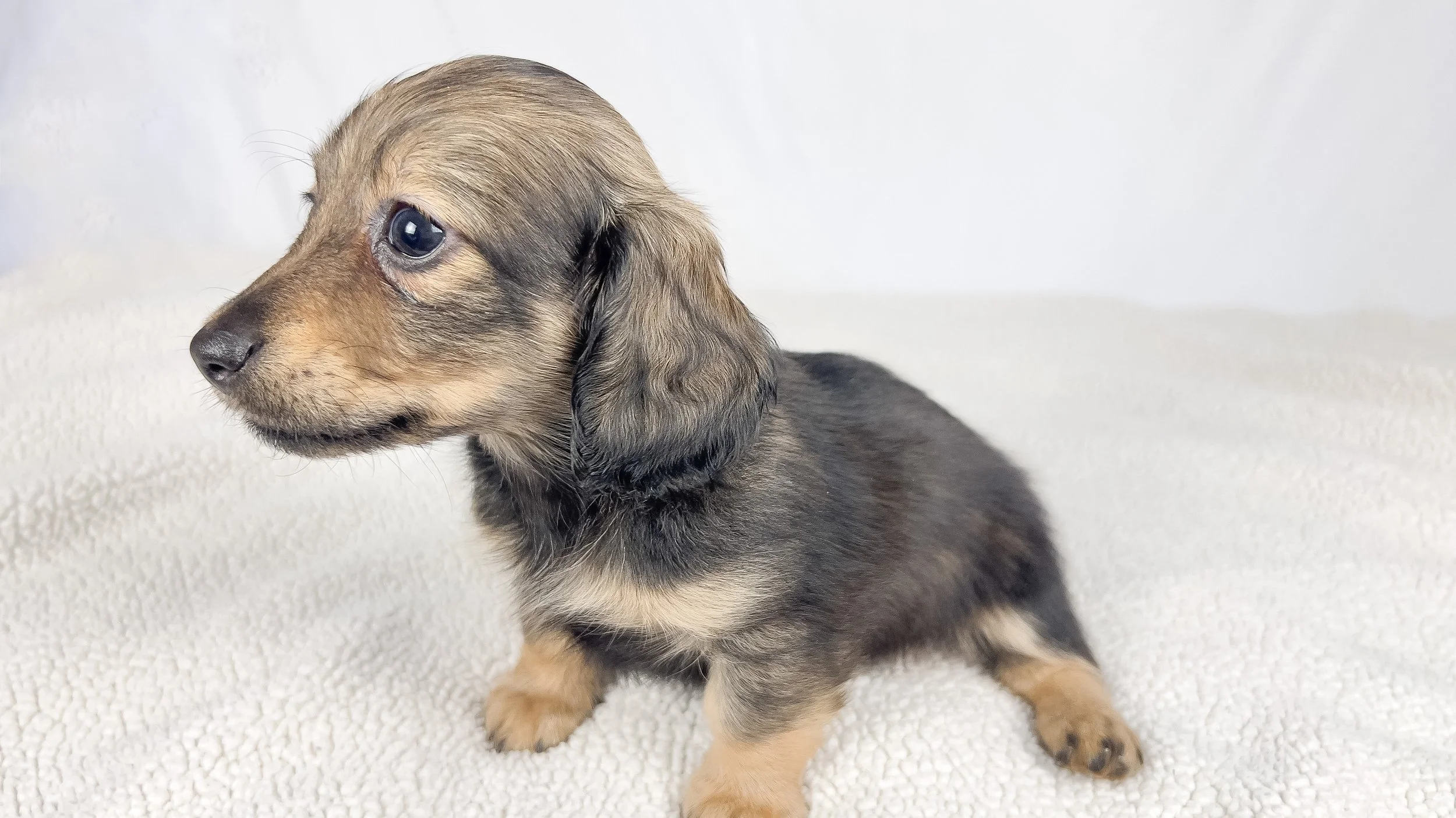 Sundae (RESERVED, longhaired girl)