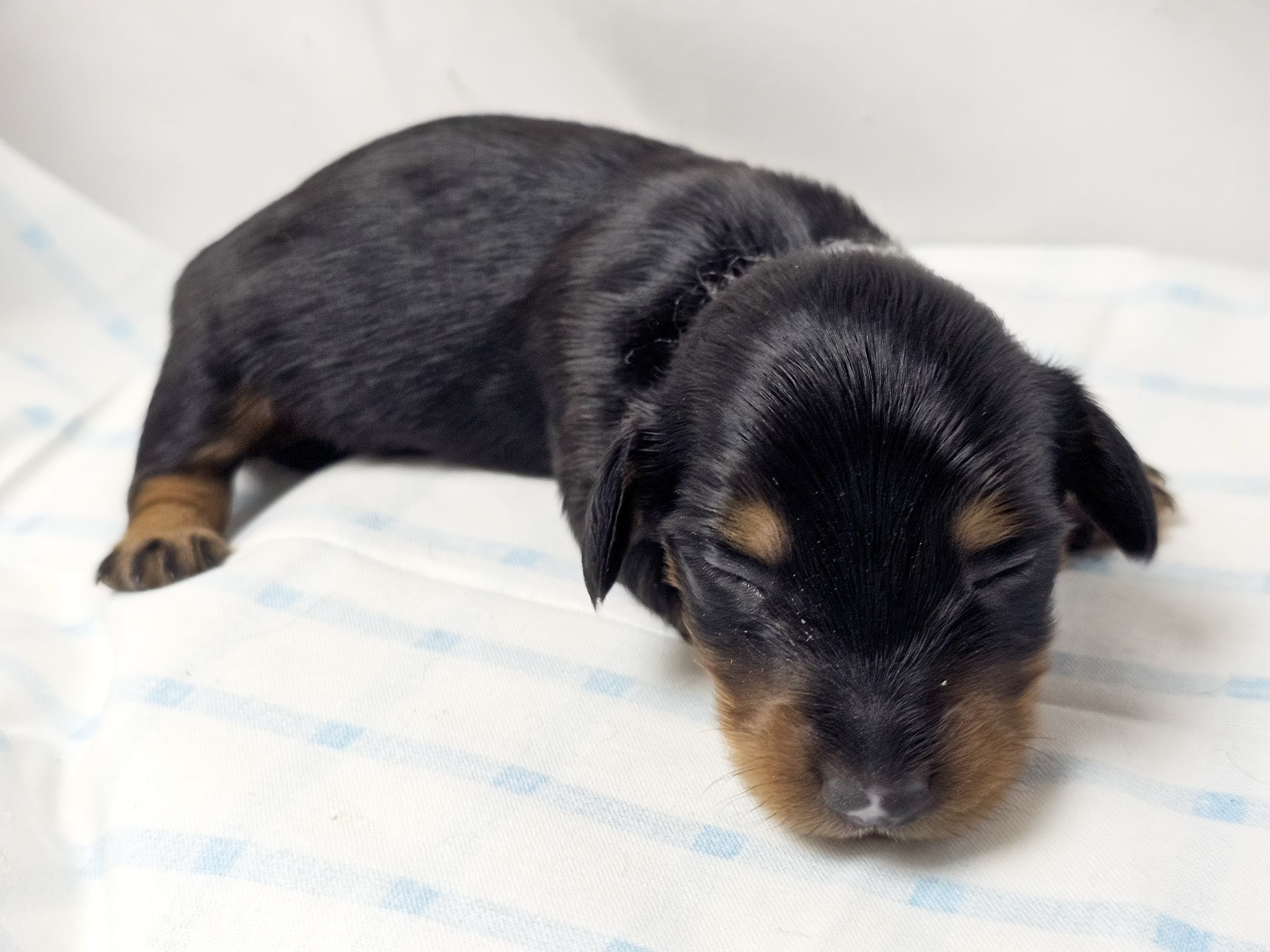 Butterfinger (longhaired boy, $2500 with a $500 deposit towards total)