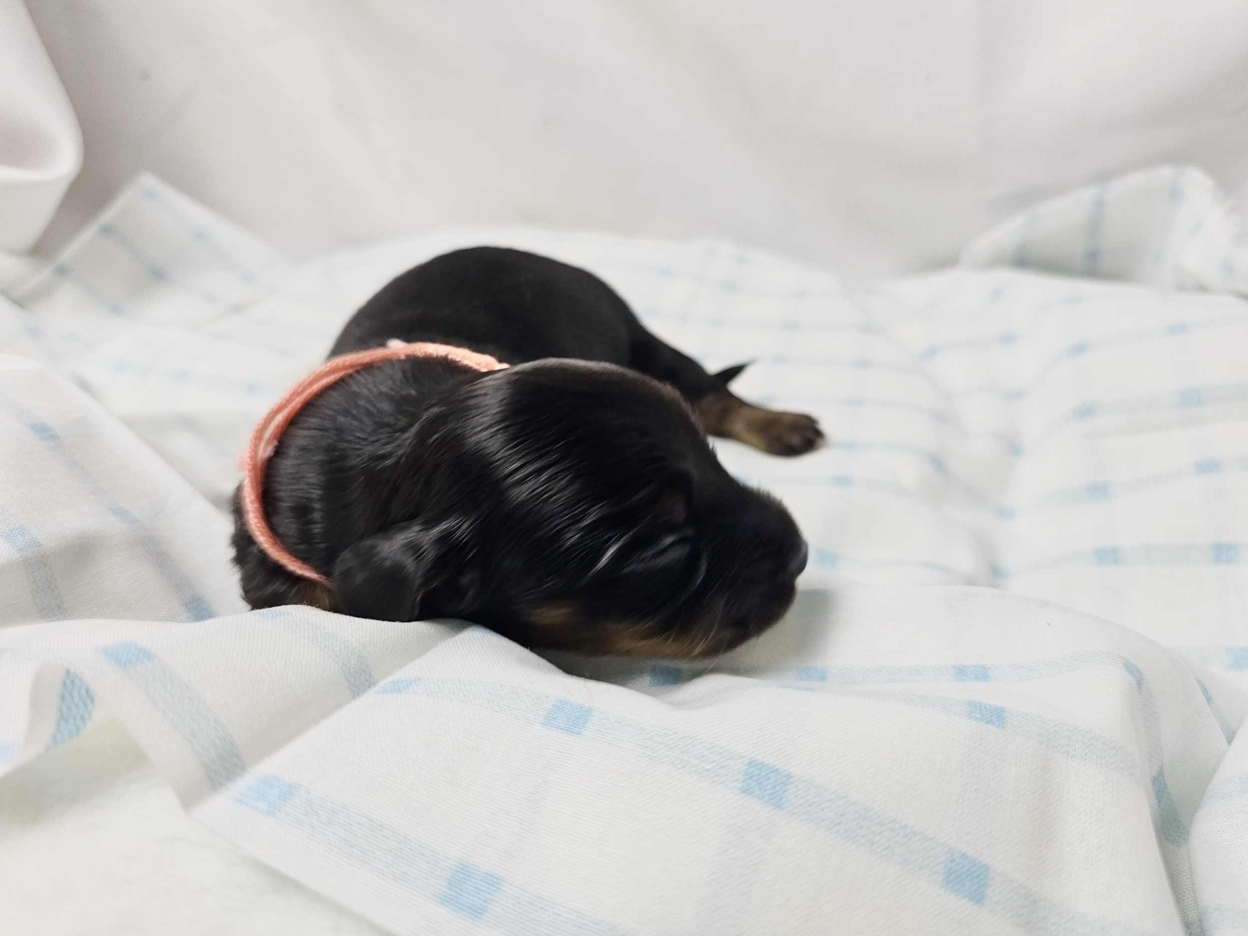 Skittles (longhaired girl, $2500 with a $500 deposit towards total)