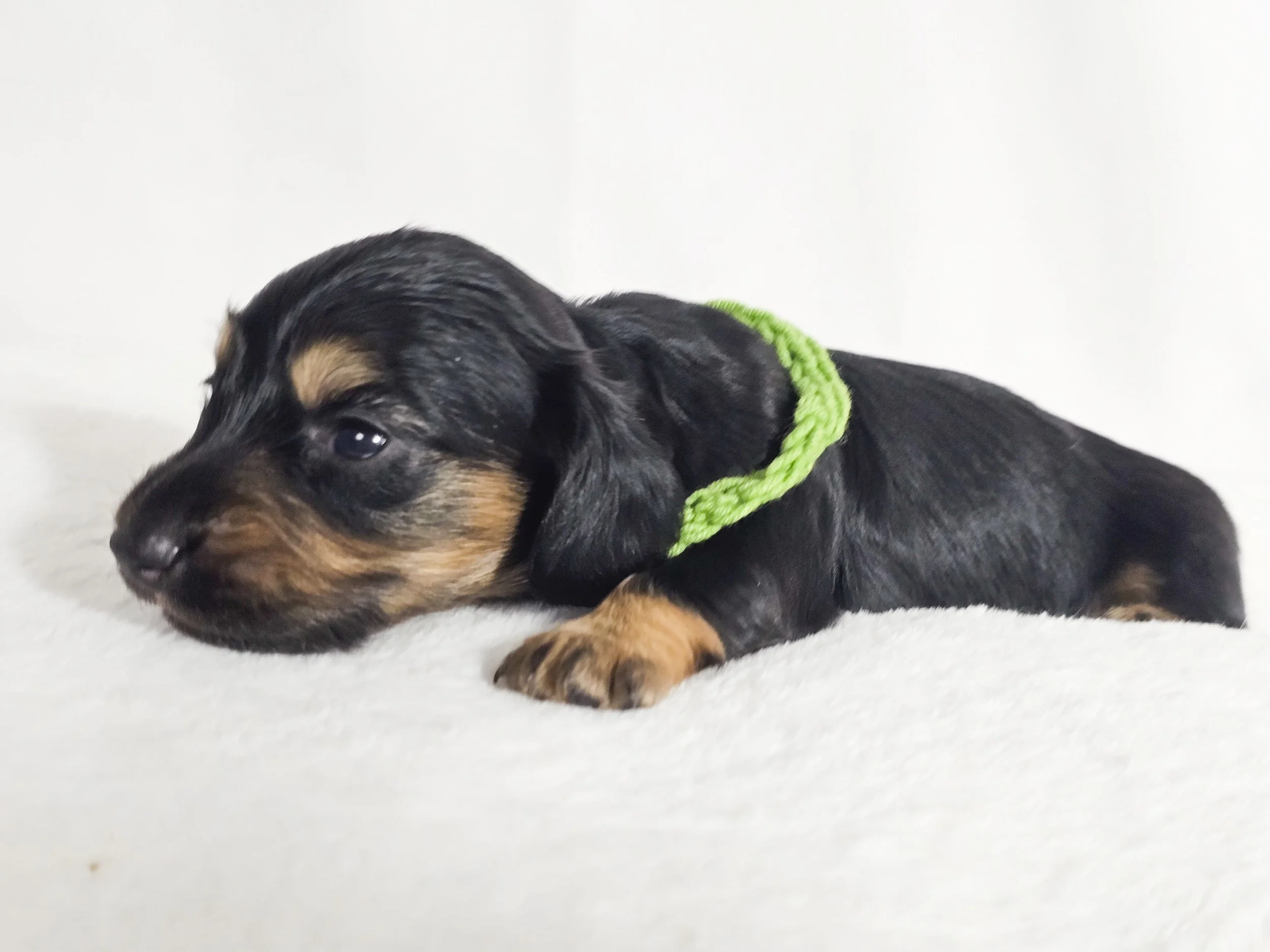 Pistachio Cream (longhaired girl, $3000 with a $500 deposit towards total)