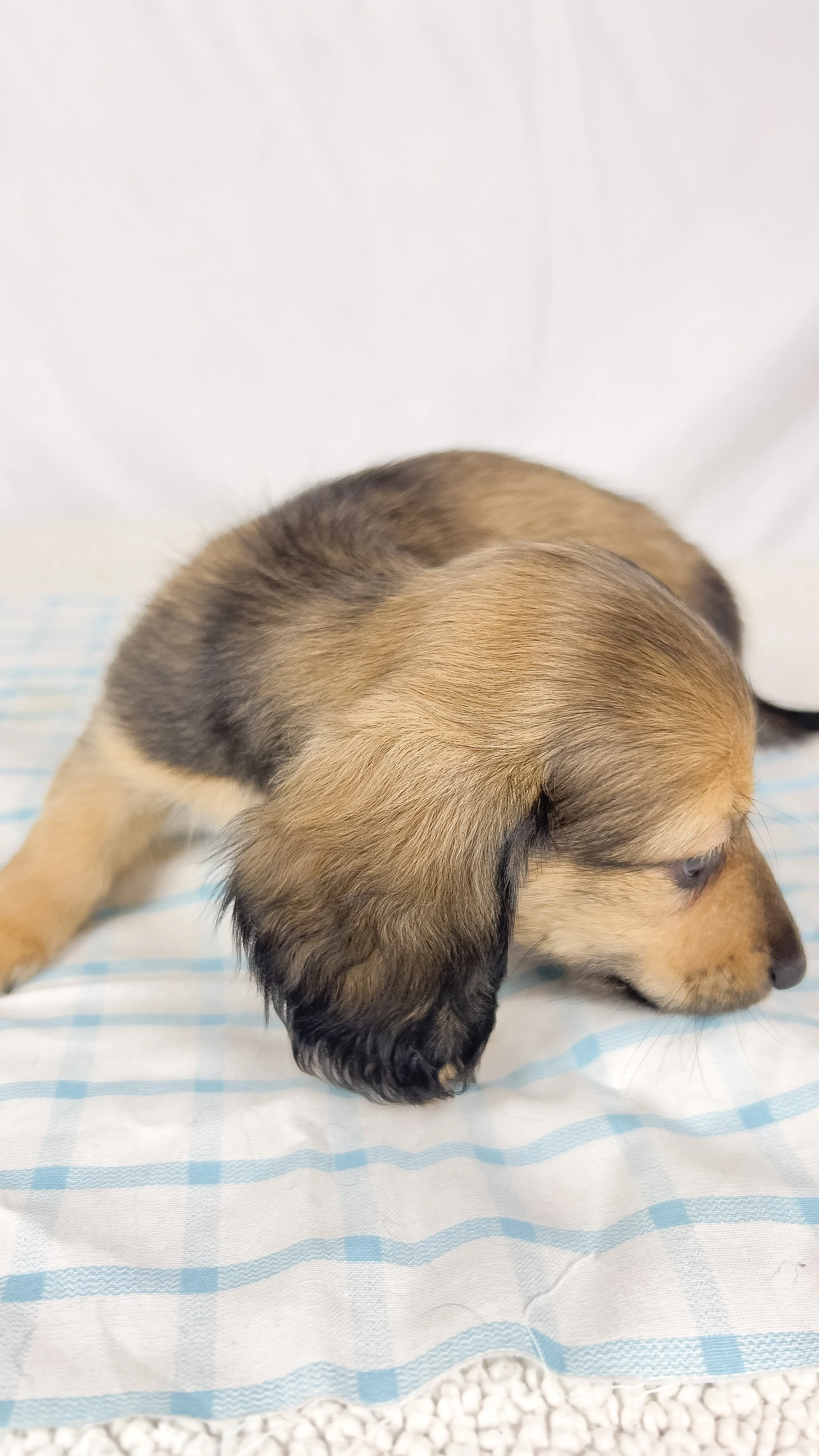 Frank aka Juiceppi (RESERVED, longhaired boy)