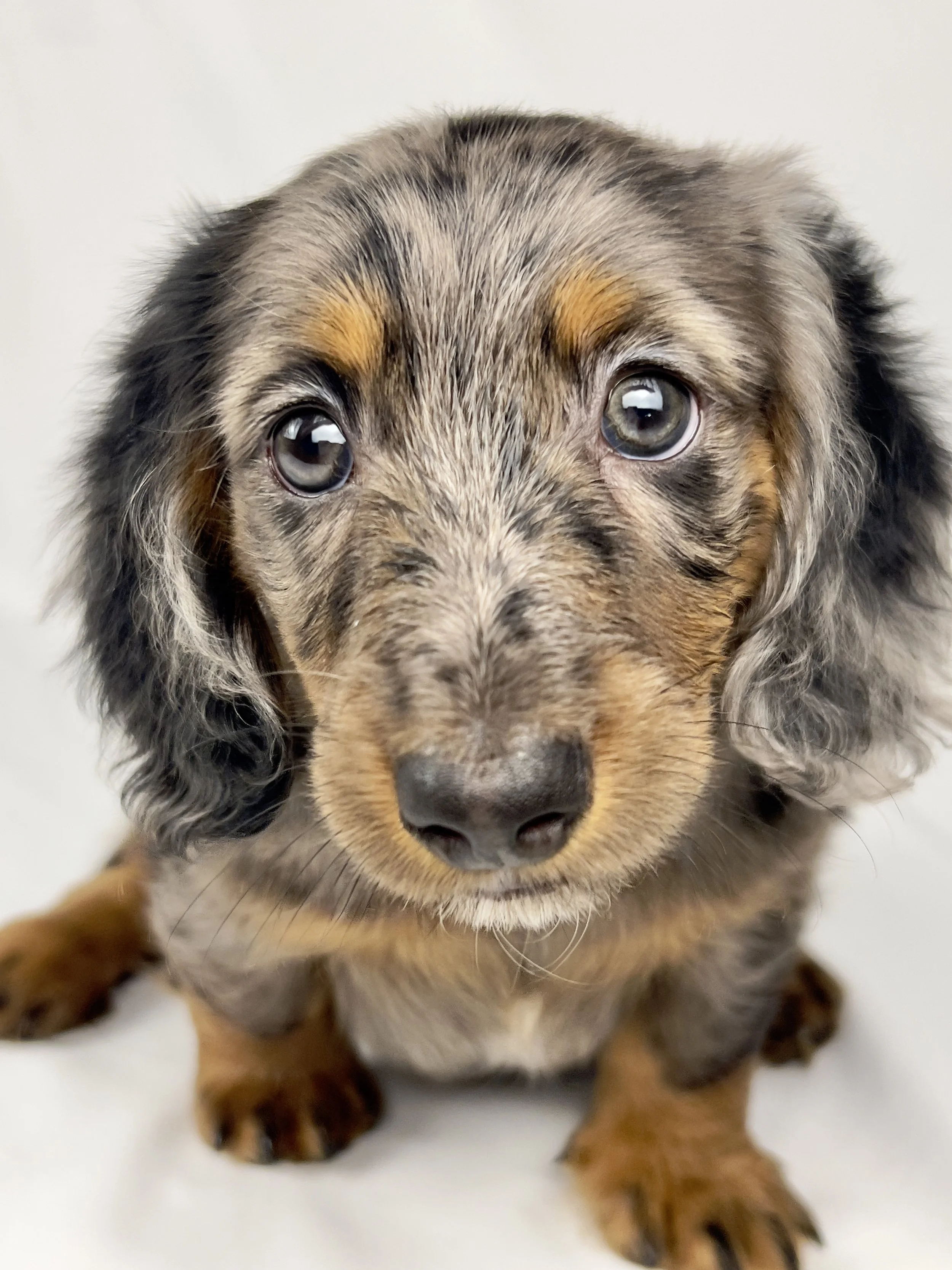 Cadbury aka Winston (RESERVED, longhaired boy)