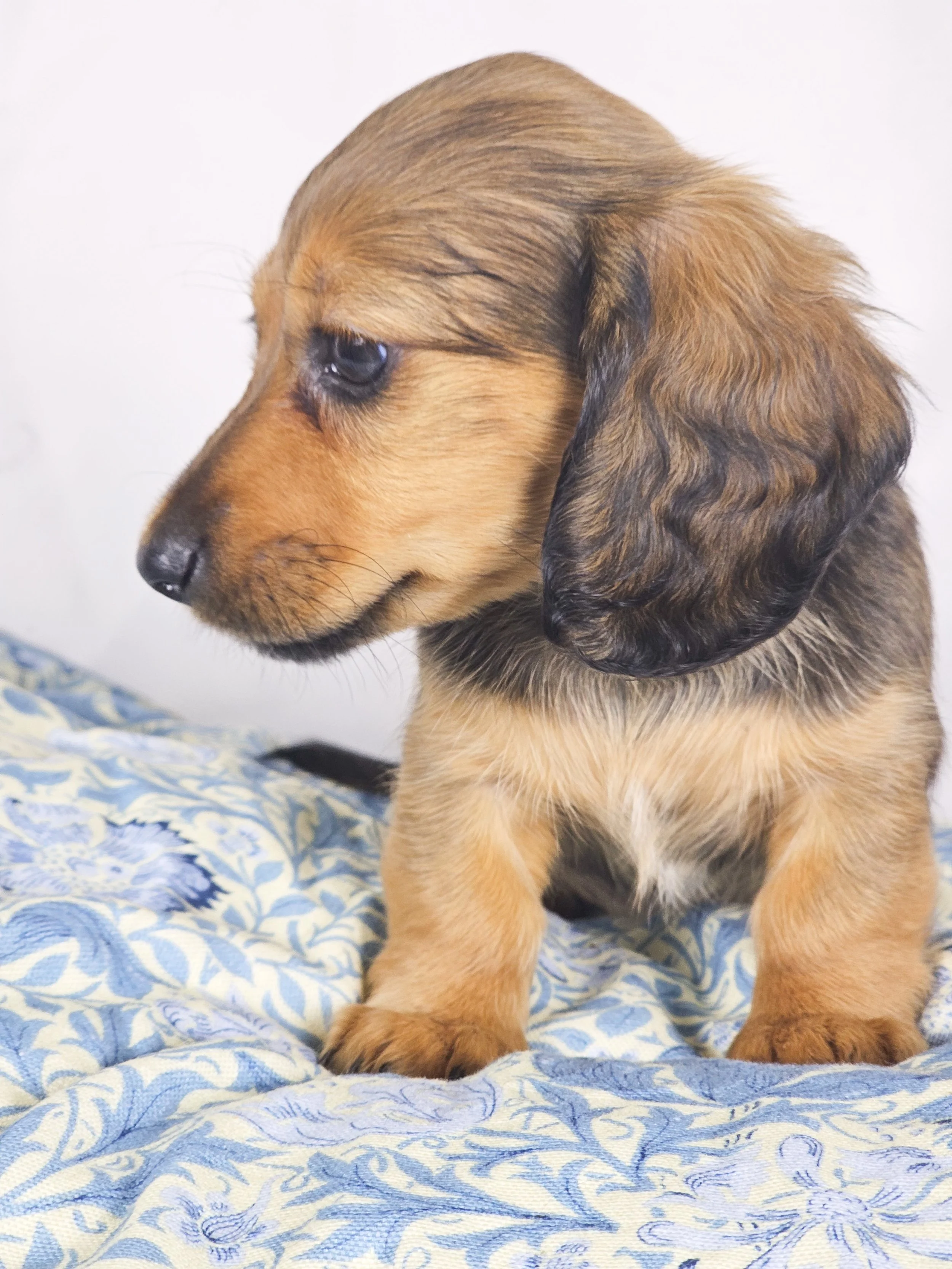 Wavy aka Tate (RESERVED, longhaired girl)