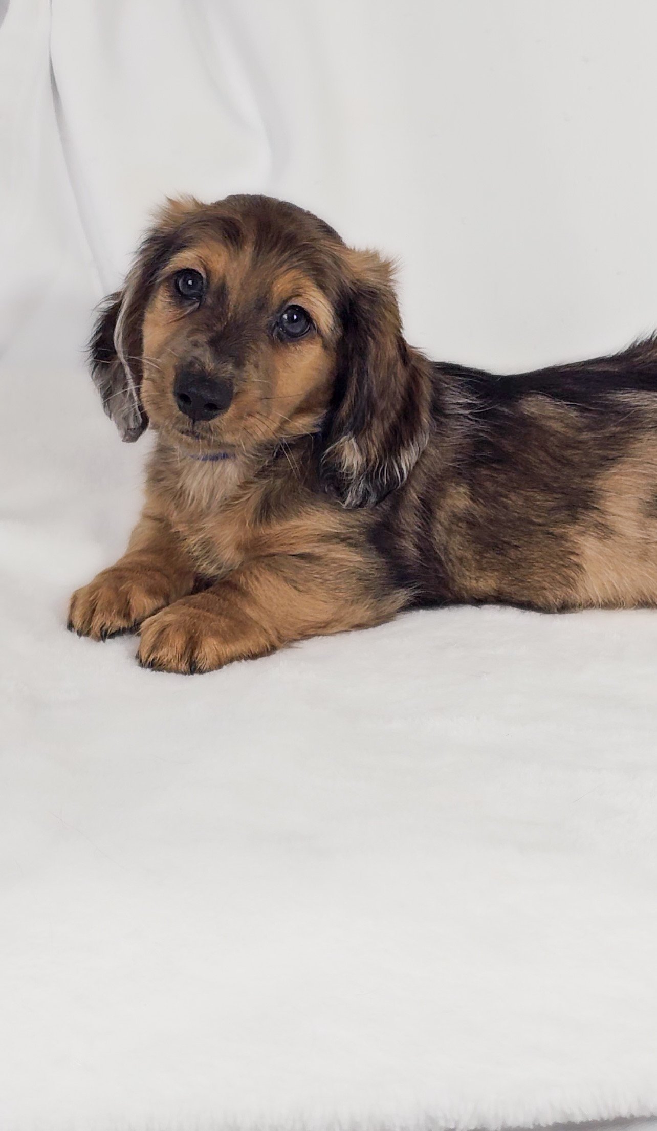 Bucket aka Randle (RESERVED, longhaired boy)