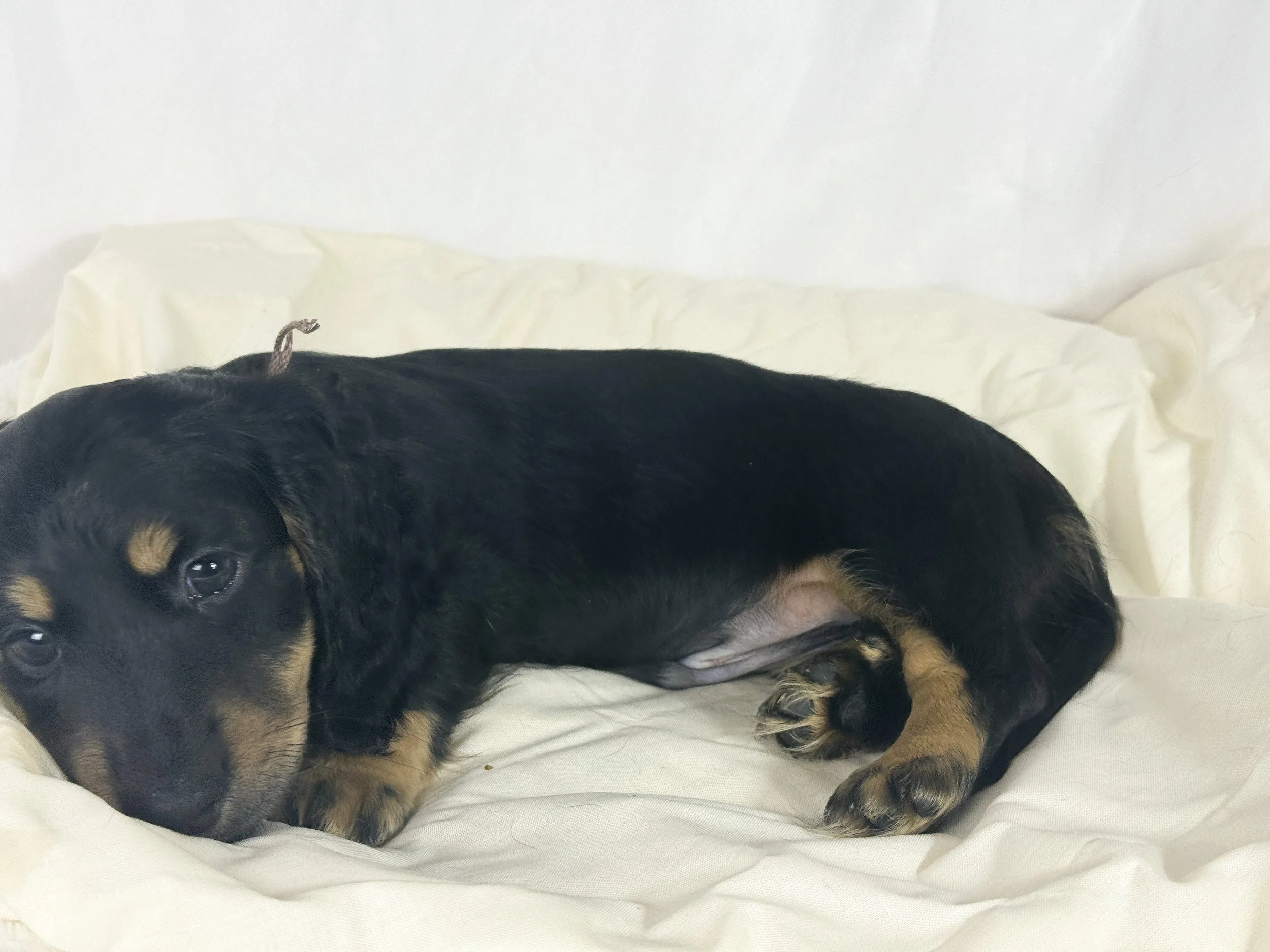 Chocolate Cream (RESERVED, longhaired boy)