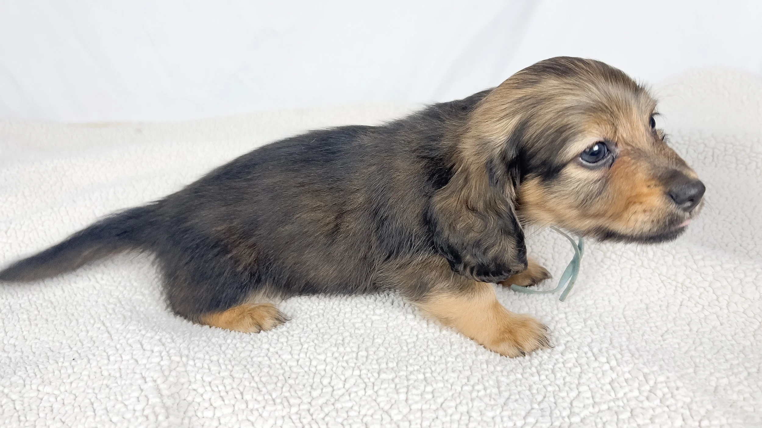 Coca-cola aka Walter (RESERVED, longhaired boy)