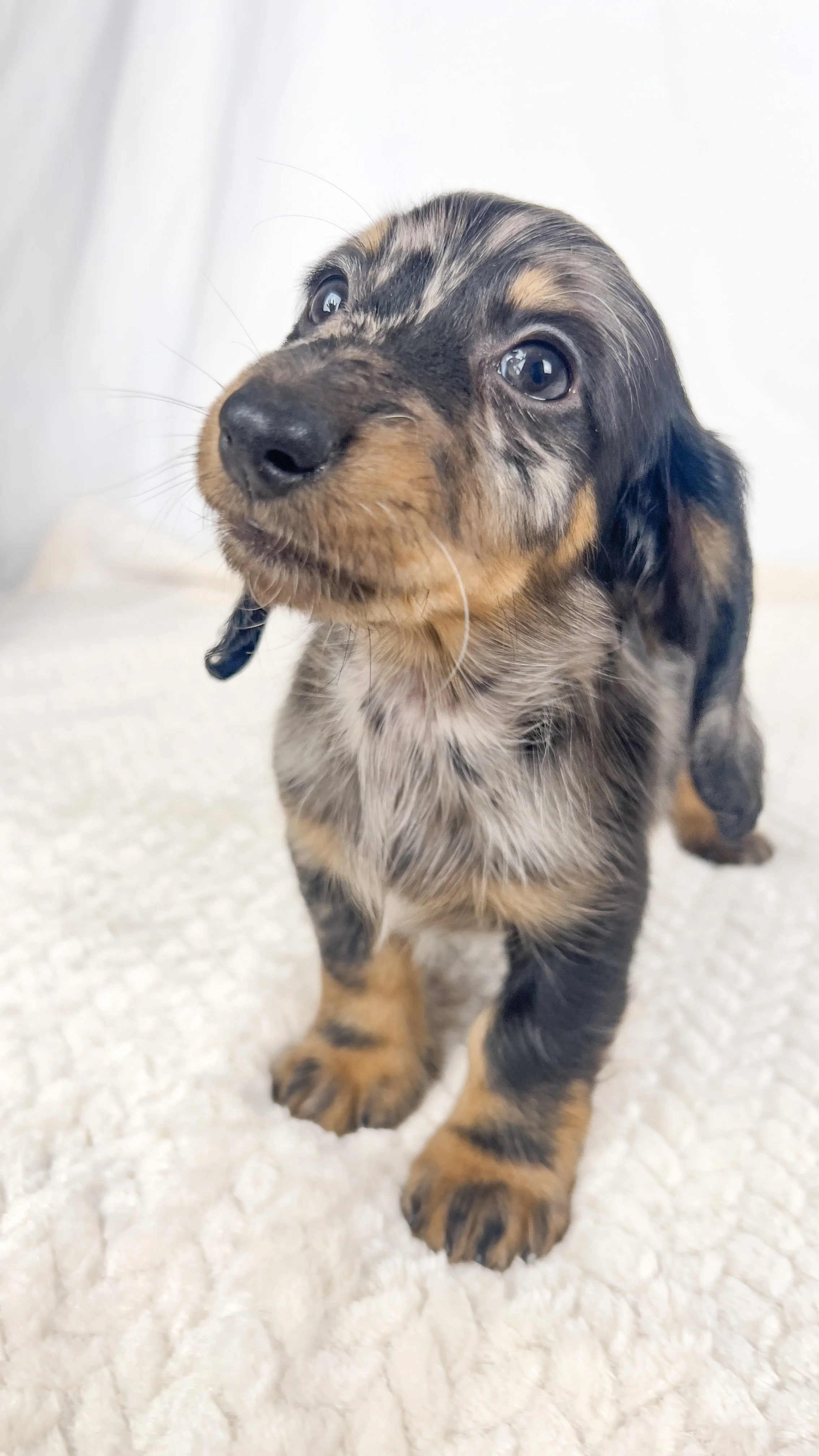 Strawberry aka Tank (RESERVED, longhaired boy)